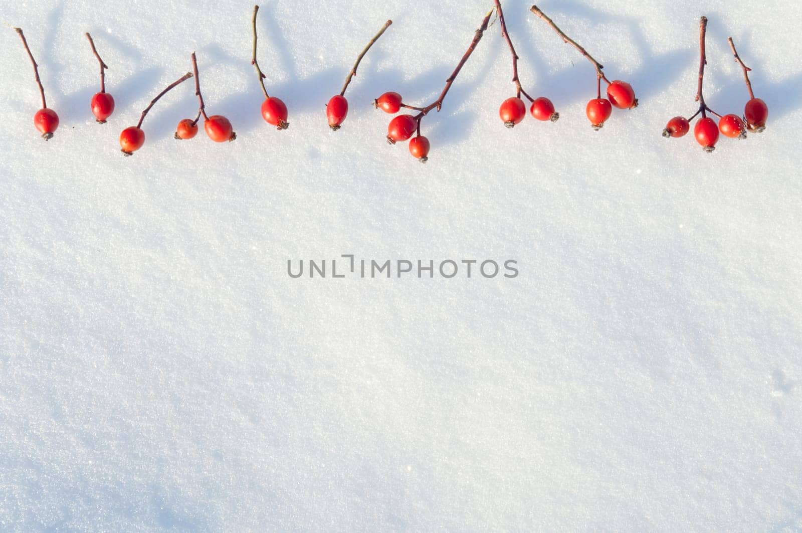 Winter snow background decorated with rose hip berries arranged red berries on snow