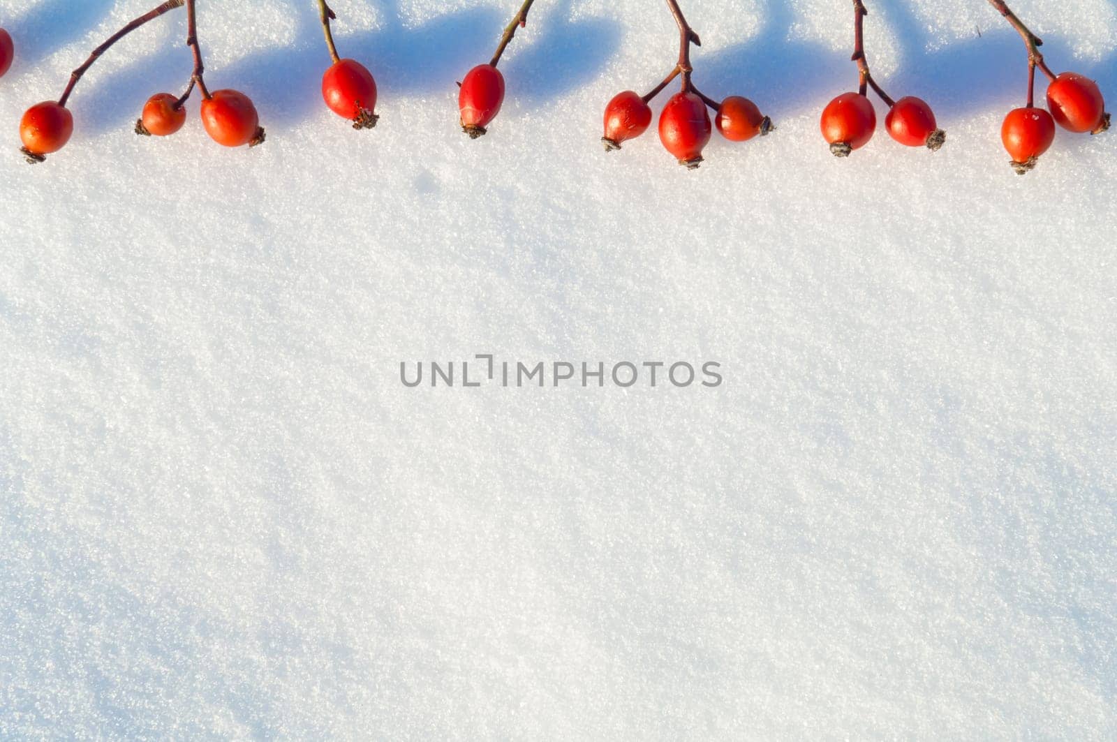Winter snow background decorated with rose hip berries arranged red berries on snow