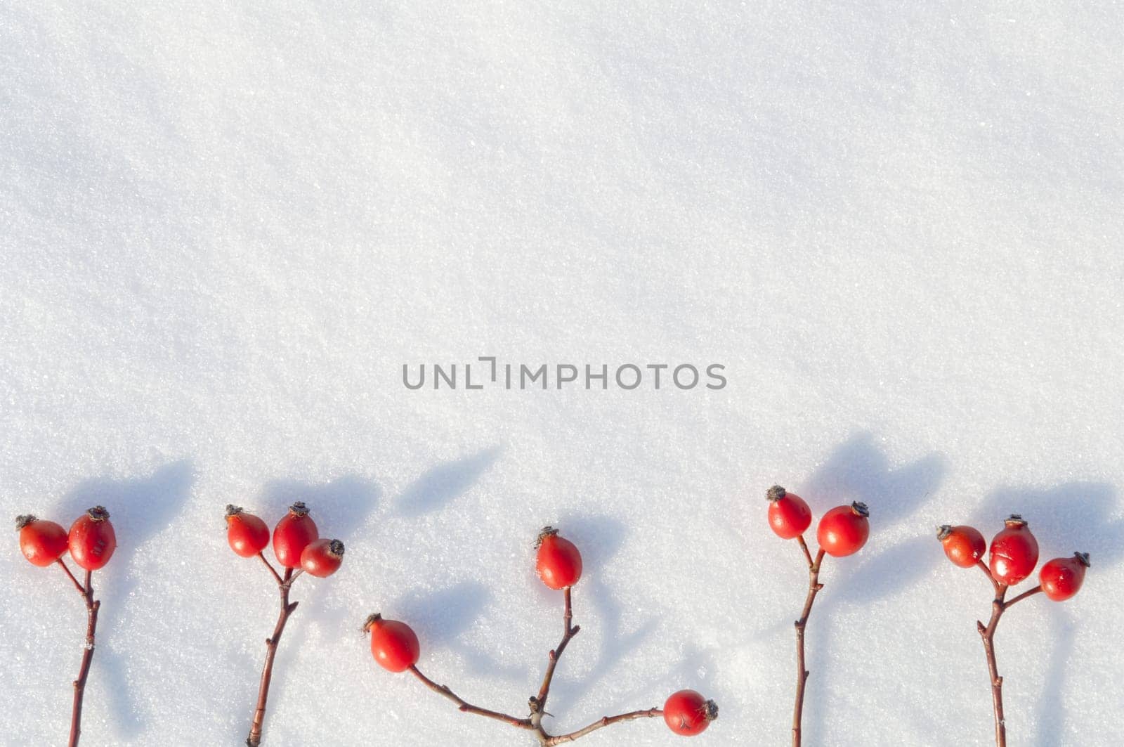 Winter snow background decorated with rose hip berries arranged red berries on snow