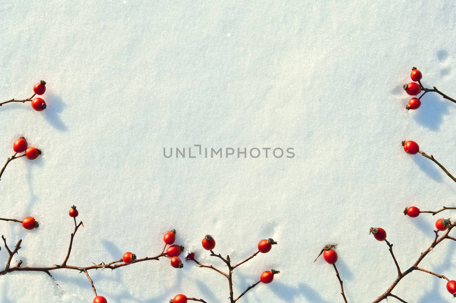 Winter snow background decorated with rose hip berries arranged red berries on snow