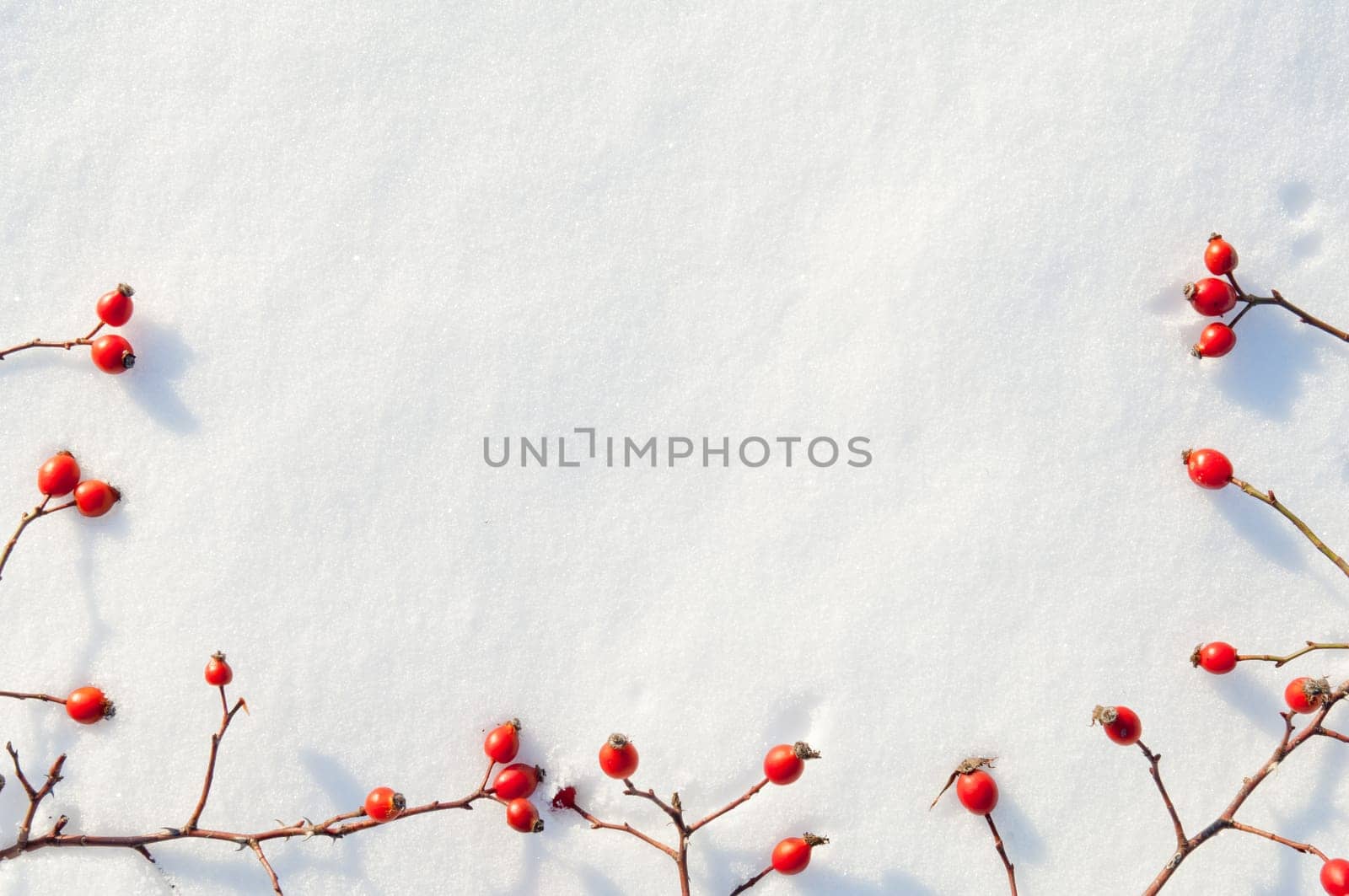 Winter snow background decorated with rose hip berries arranged red berries on snow