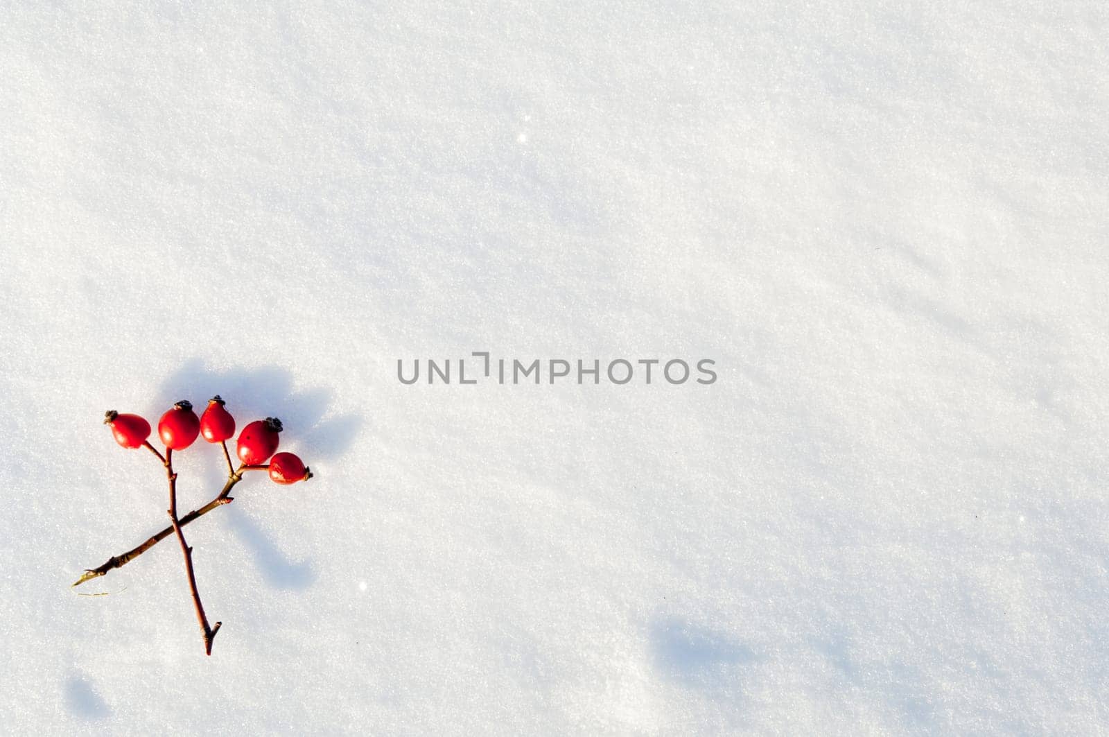 Winter snow background decorated with rose hip berries arranged red berries on snow