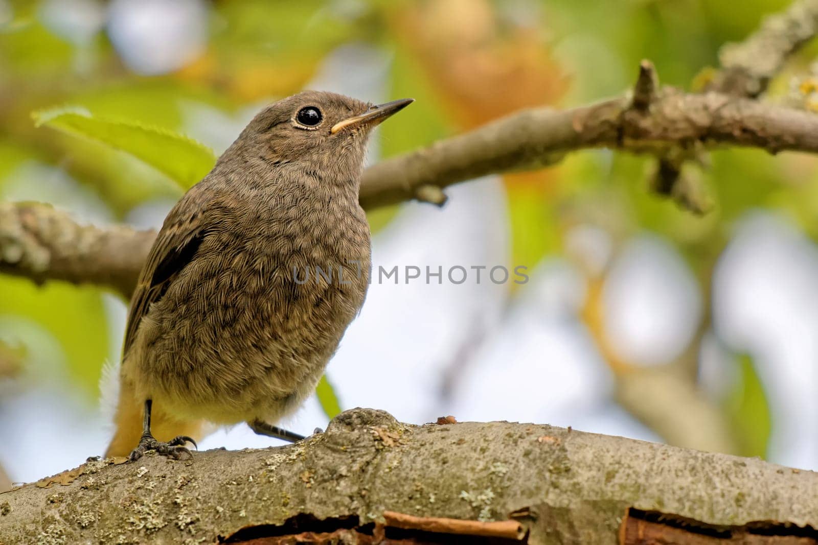 Young garden redstart