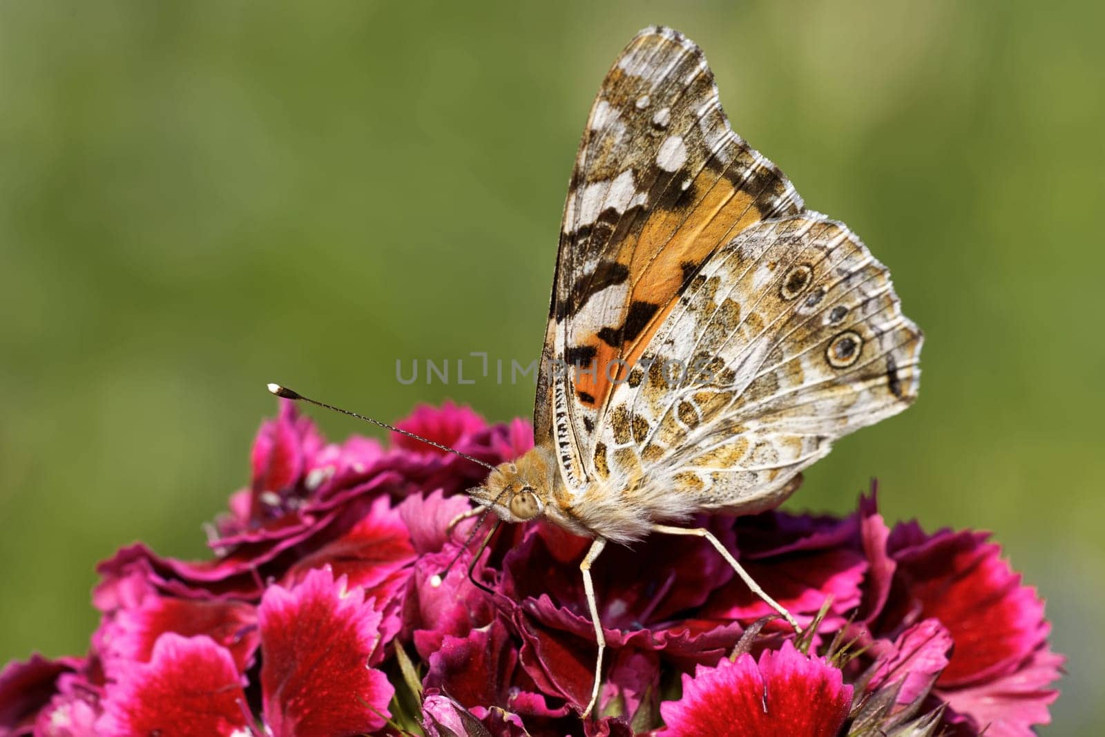Thistle butterfly on a bearded clove