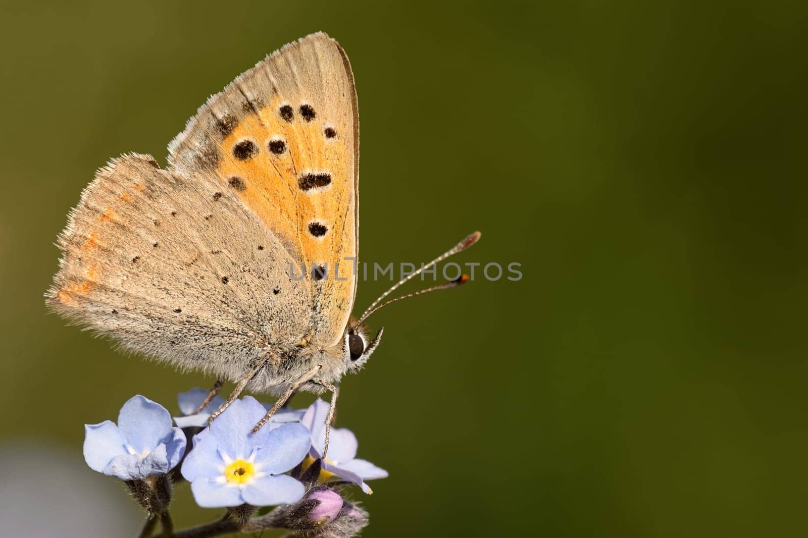 small copper