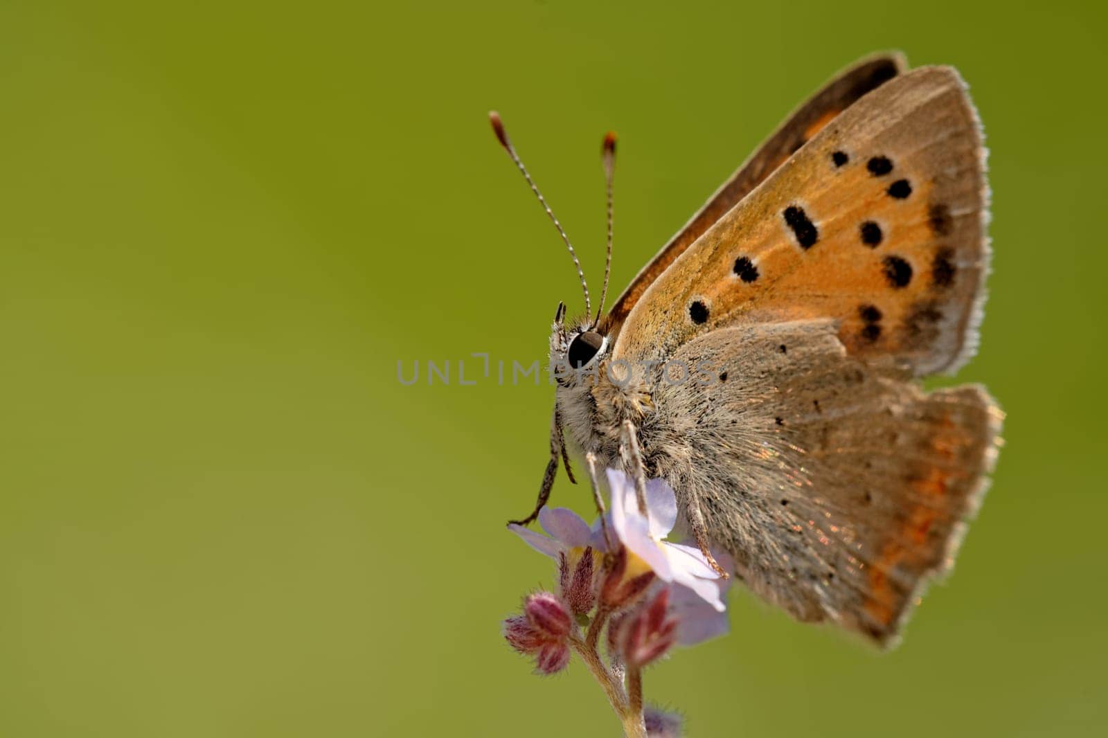 Small fire butterfly on forget-me-not