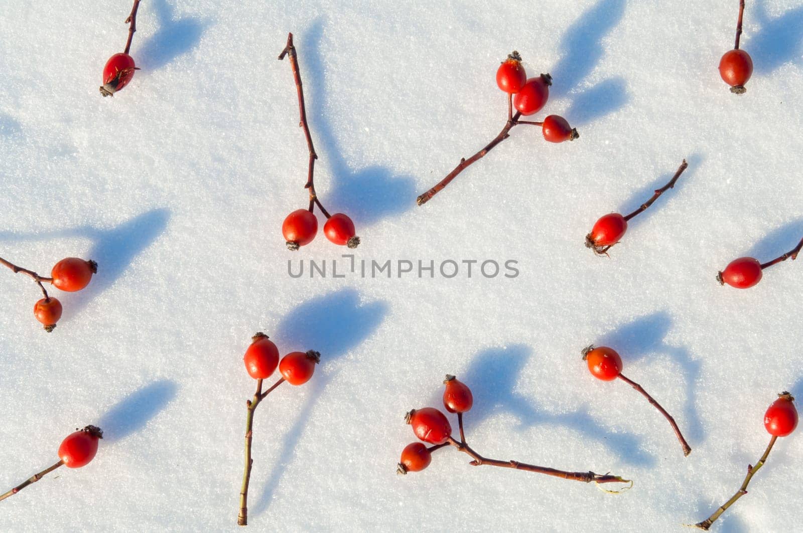 Winter snow background decorated with rose hip berries arranged red berries on snow