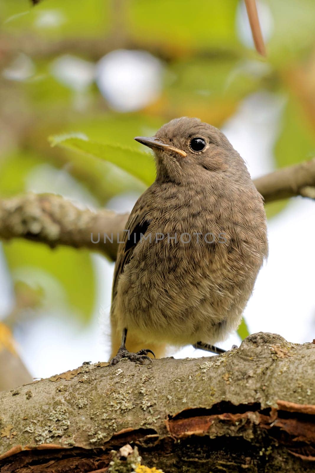 Young garden redstart