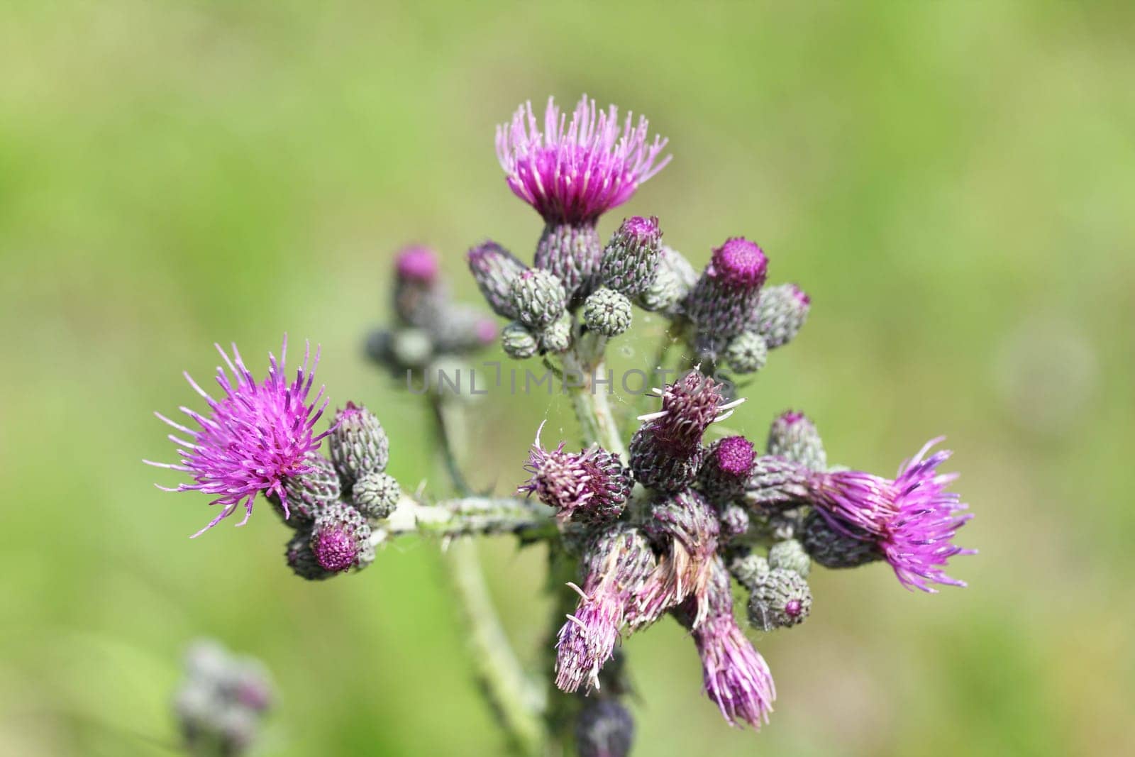 Silybum is a plant in the Asteraceae family.