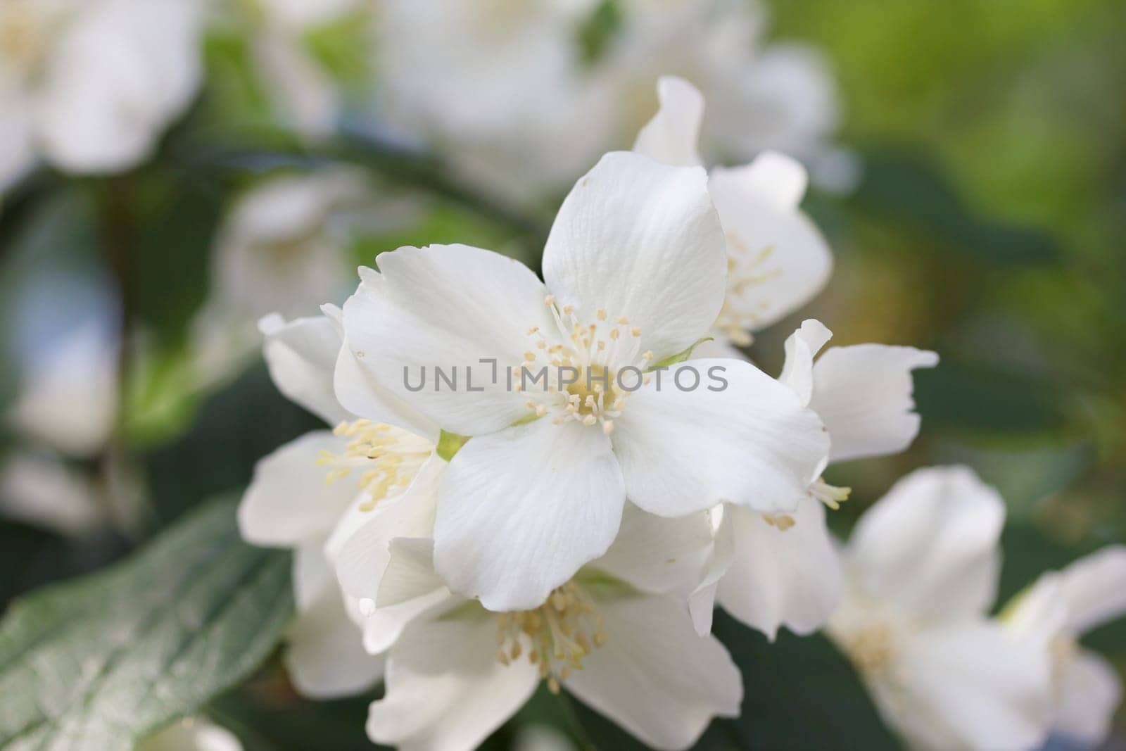 A white flower with four petals.