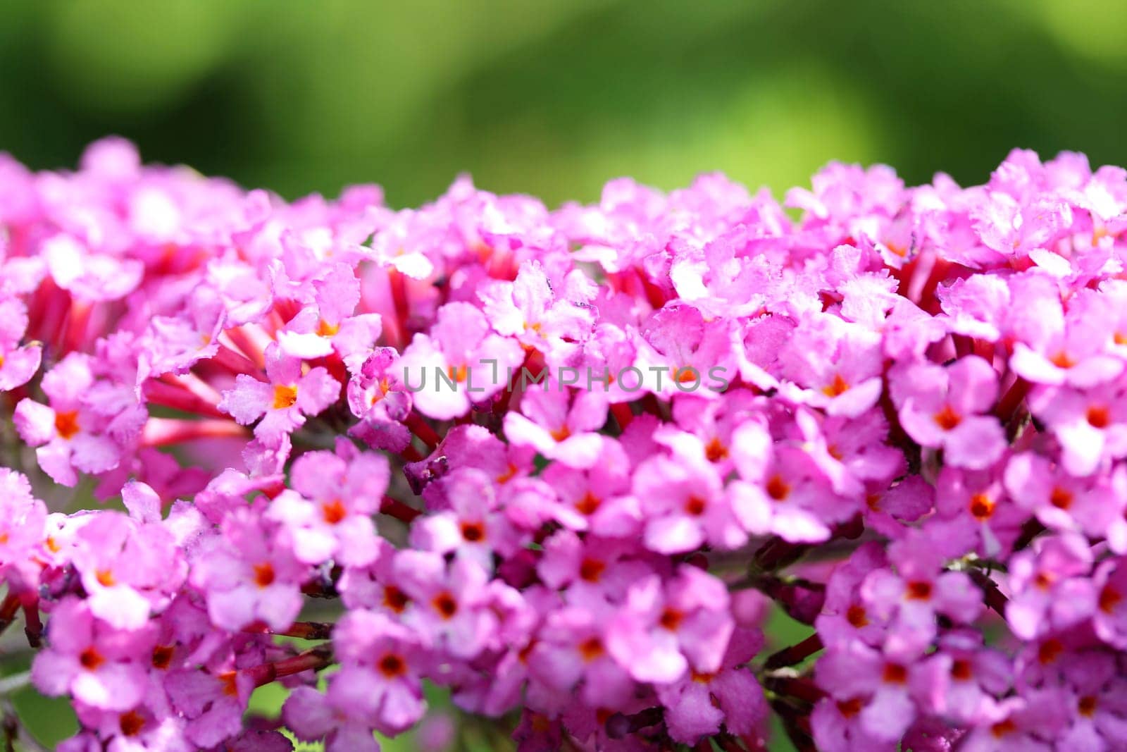 The inflorescence of a butterfly lilac (Buddleja davidii).