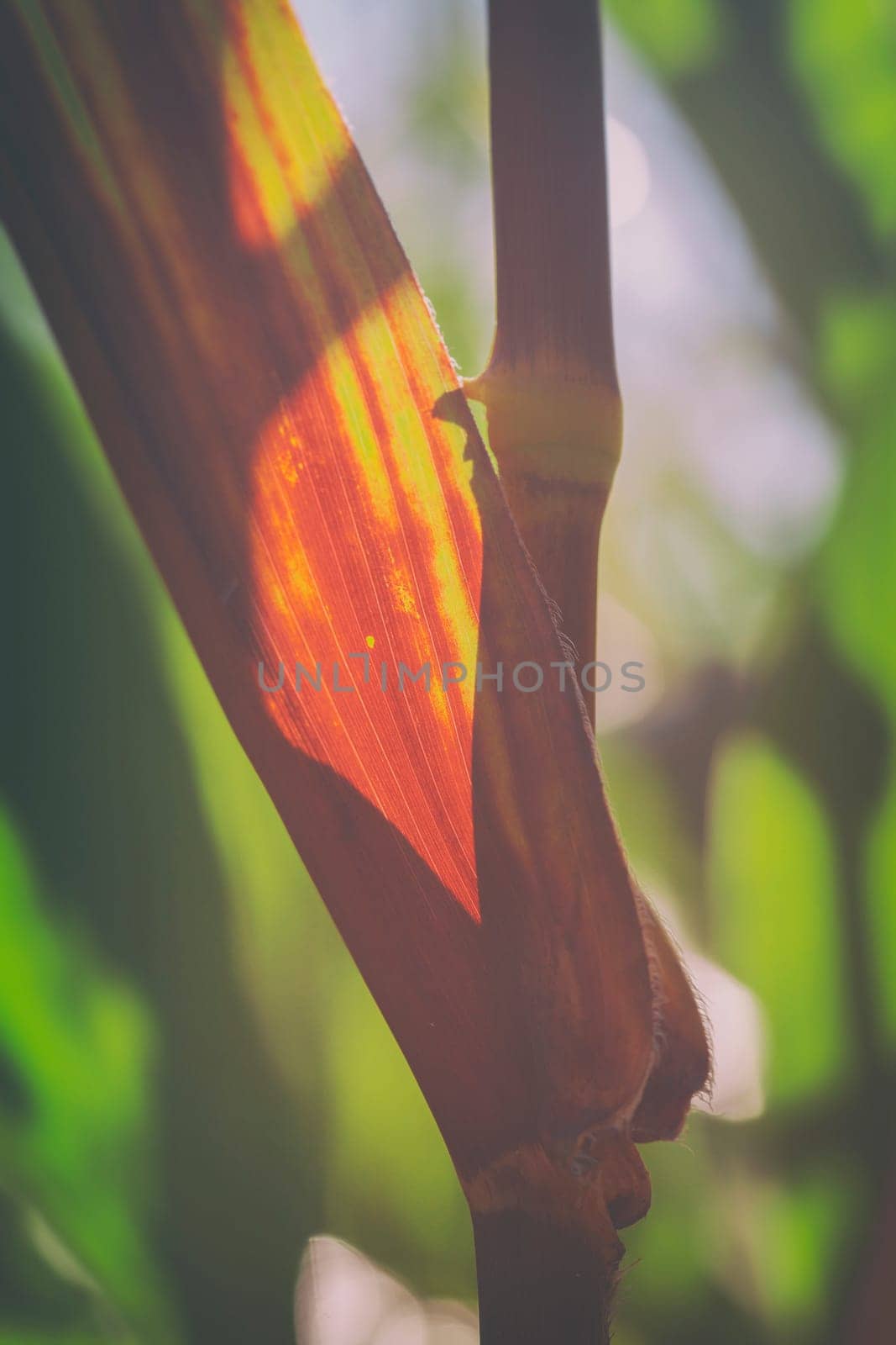 Corn perennials in the corn field - Backlight - Autumn light - Detailed view
