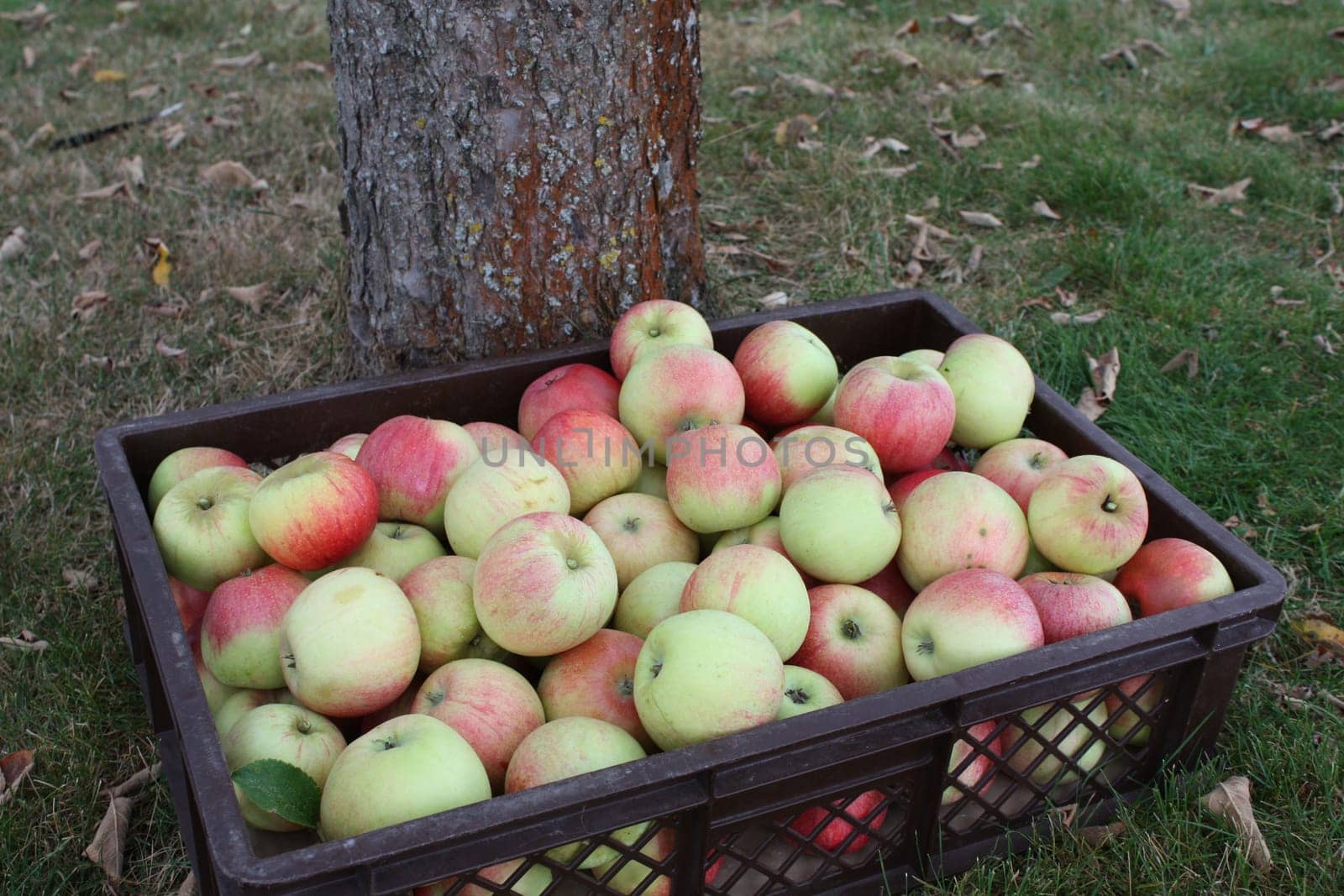 Collected apple harvest Alkmene in the basket in front of the tree trunk