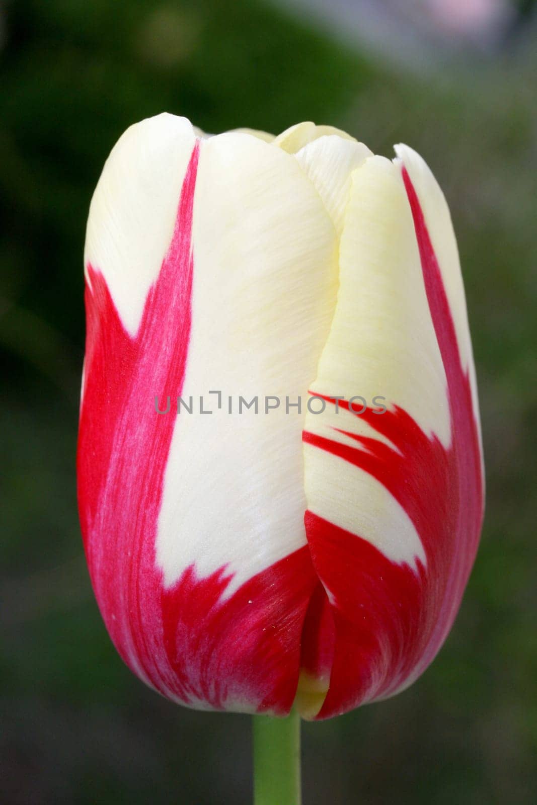 Close-up of a white-flowering tulip.