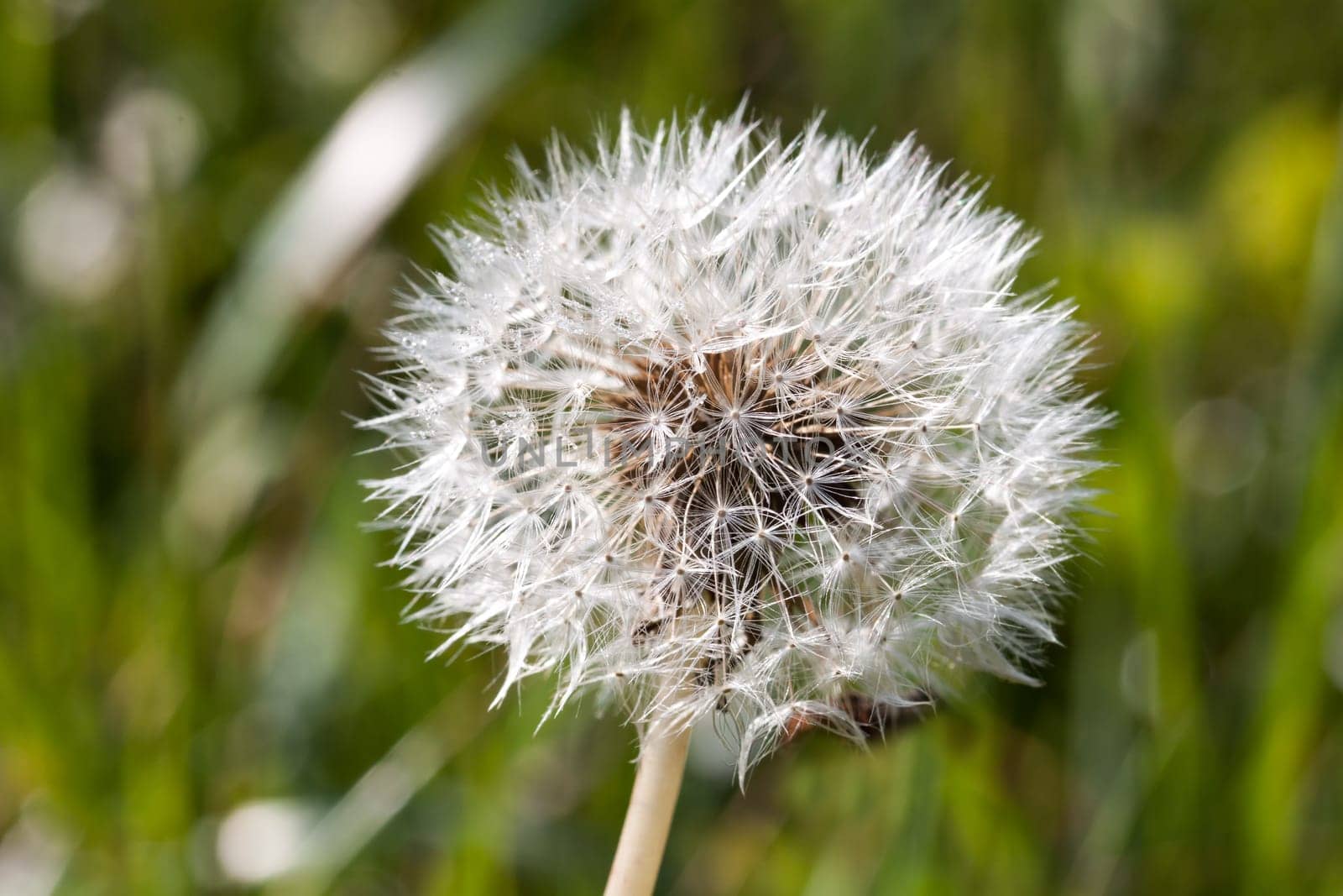 A close-up of a dandelion in the morning sunlight
