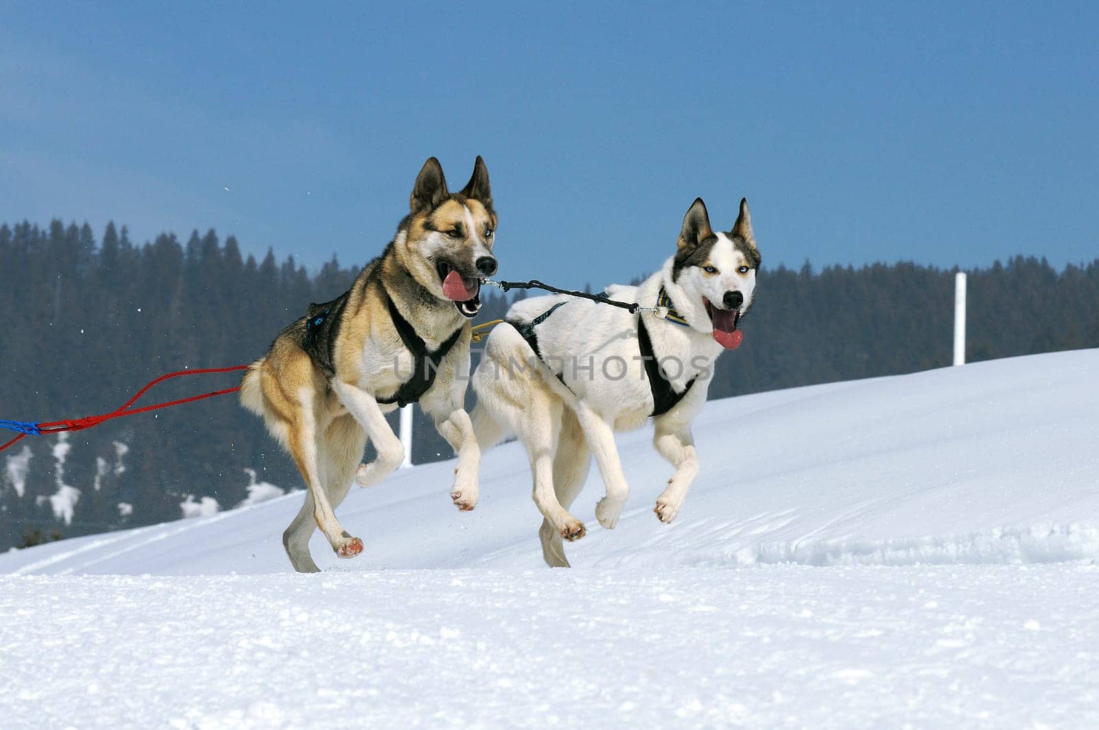 musher dogteam driver and Siberian husky at snow winter competition race in forest