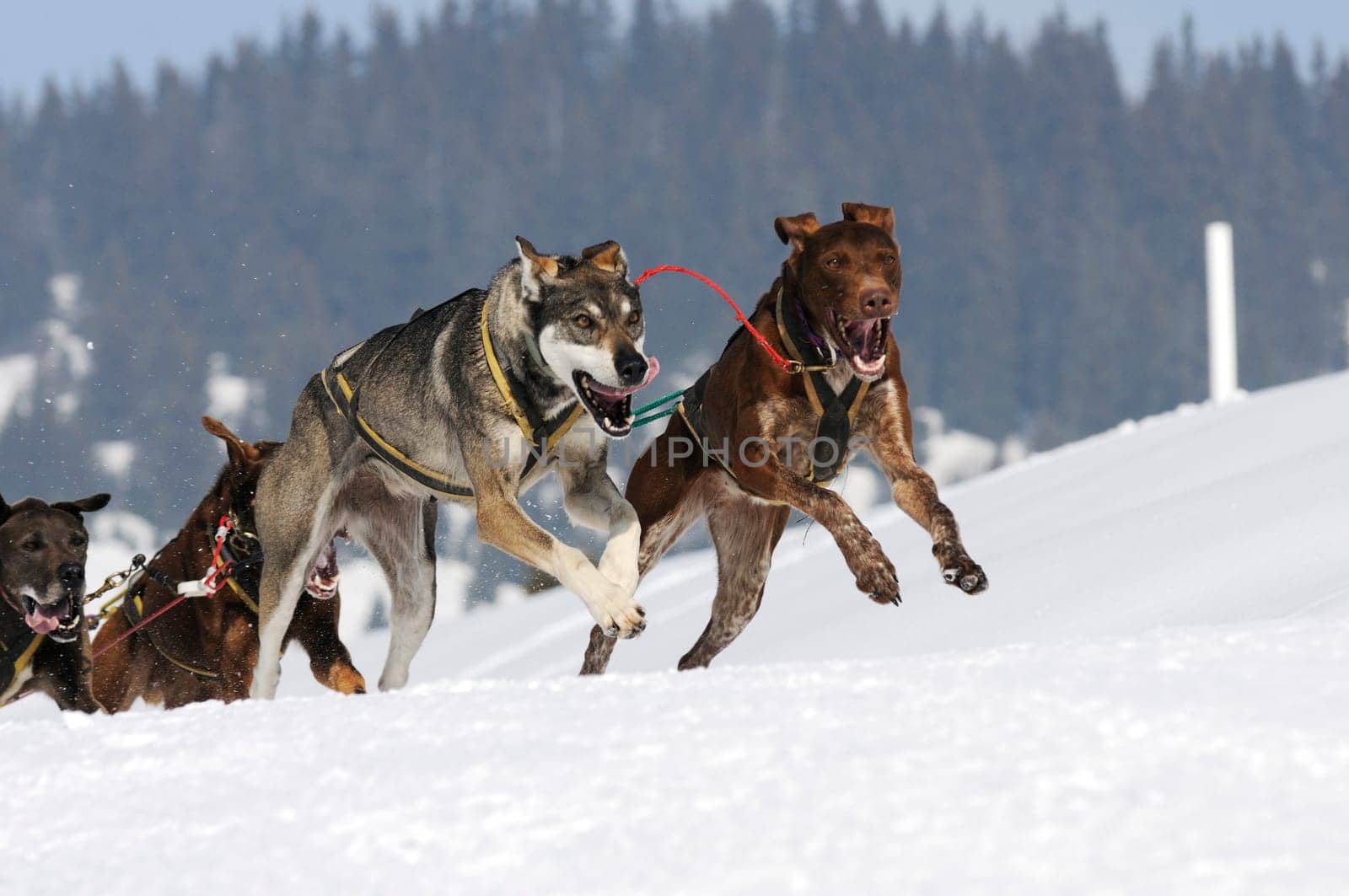 musher dogteam driver and Siberian husky at snow winter competition race in forest