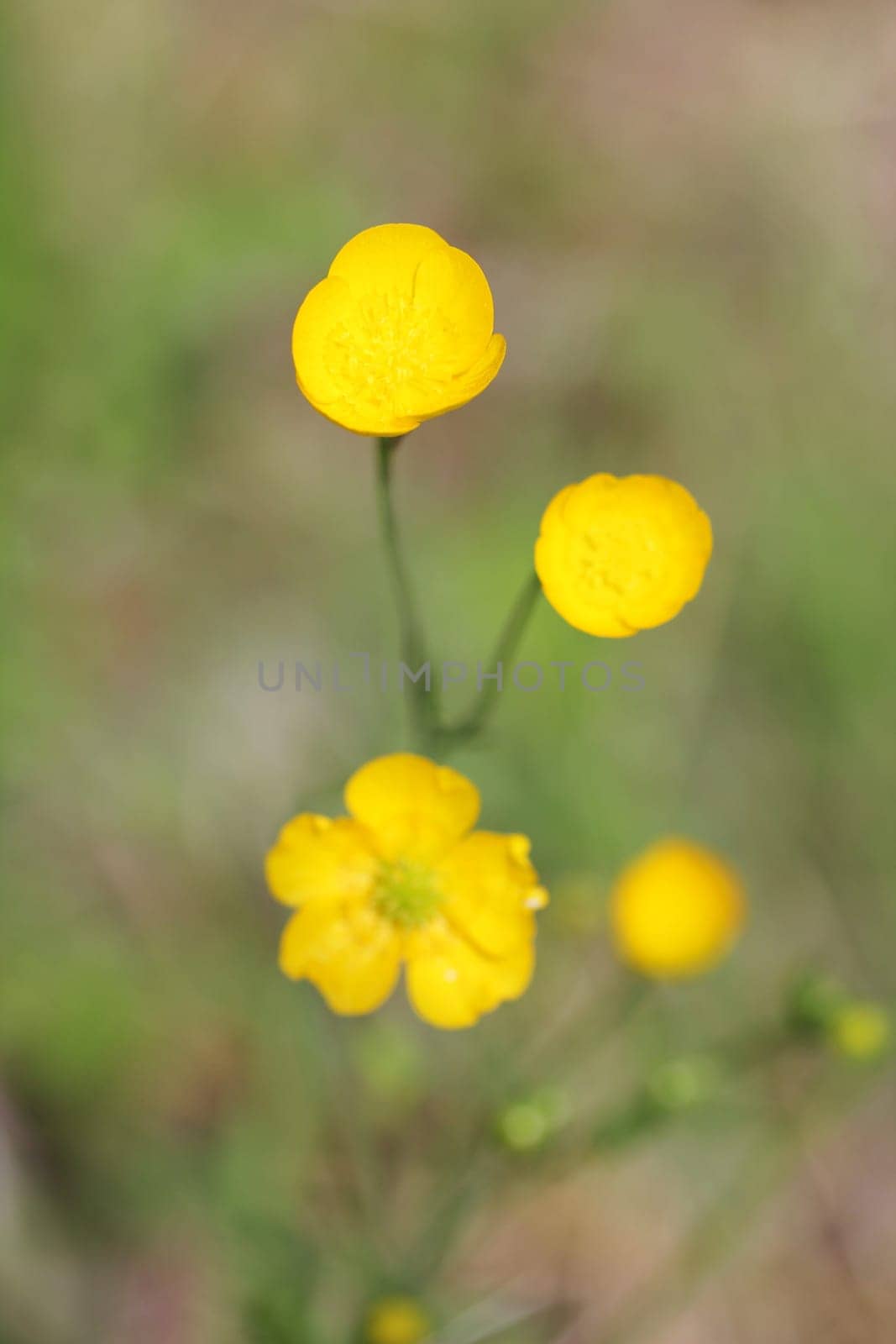 The Sharp Buttercup (Ranunculus acris) is a species of plant in the Ranunculidae family.