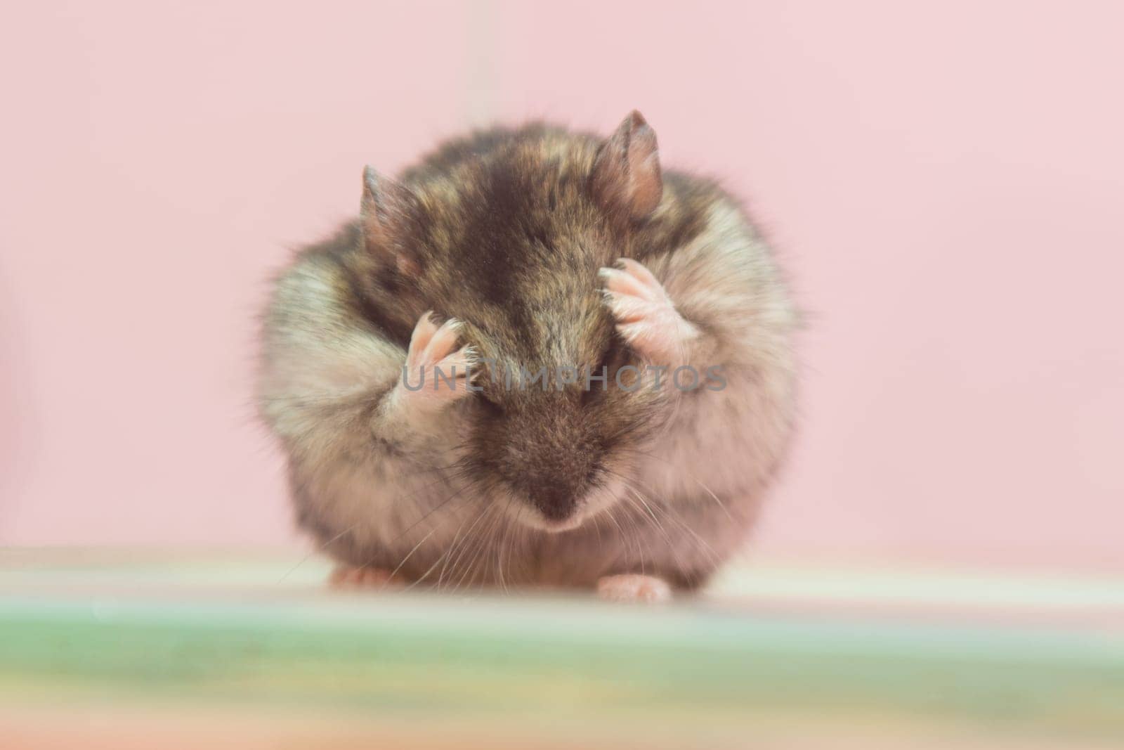Sungursky hamster washes