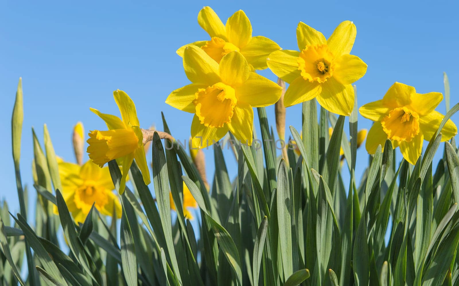 Bright vivid yellow daffodils flowers blooming on sunlit spring meadow against serene blue sky
