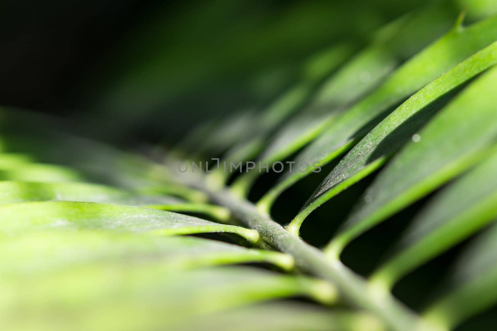 Close-up palm frond from darkness to sunlight. Stock photo with selective focus point and shallow depth of field.