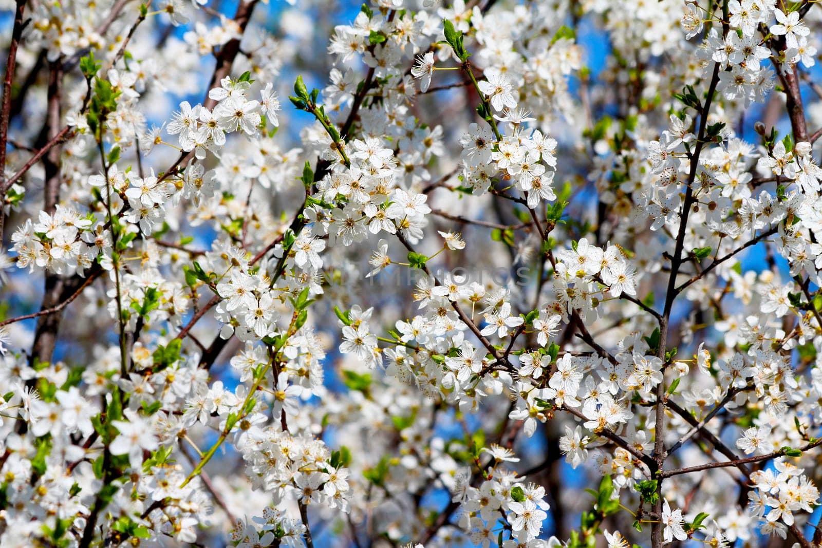 Blooming cherry plum tree in spring