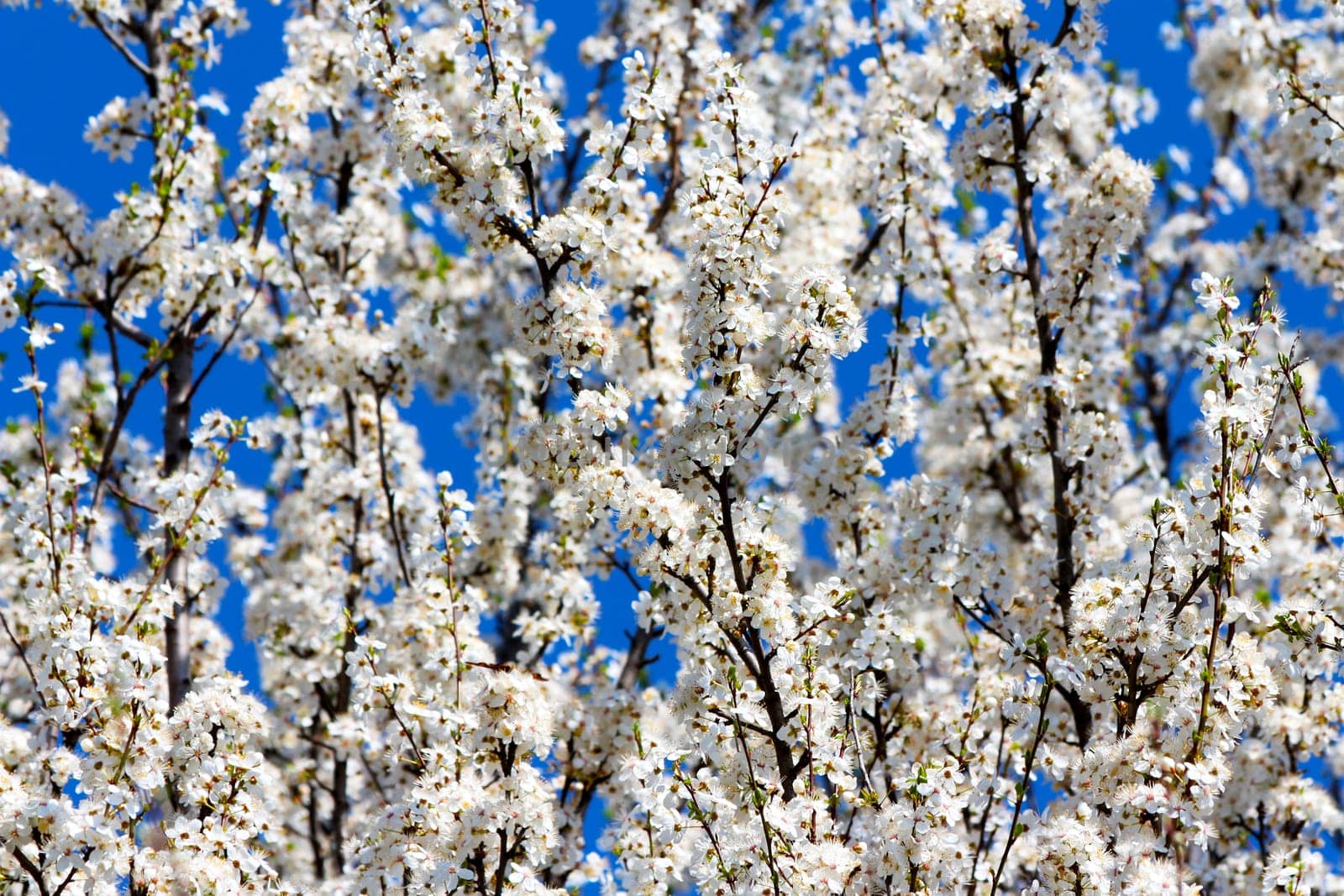 Blooming cherry plum tree in spring
