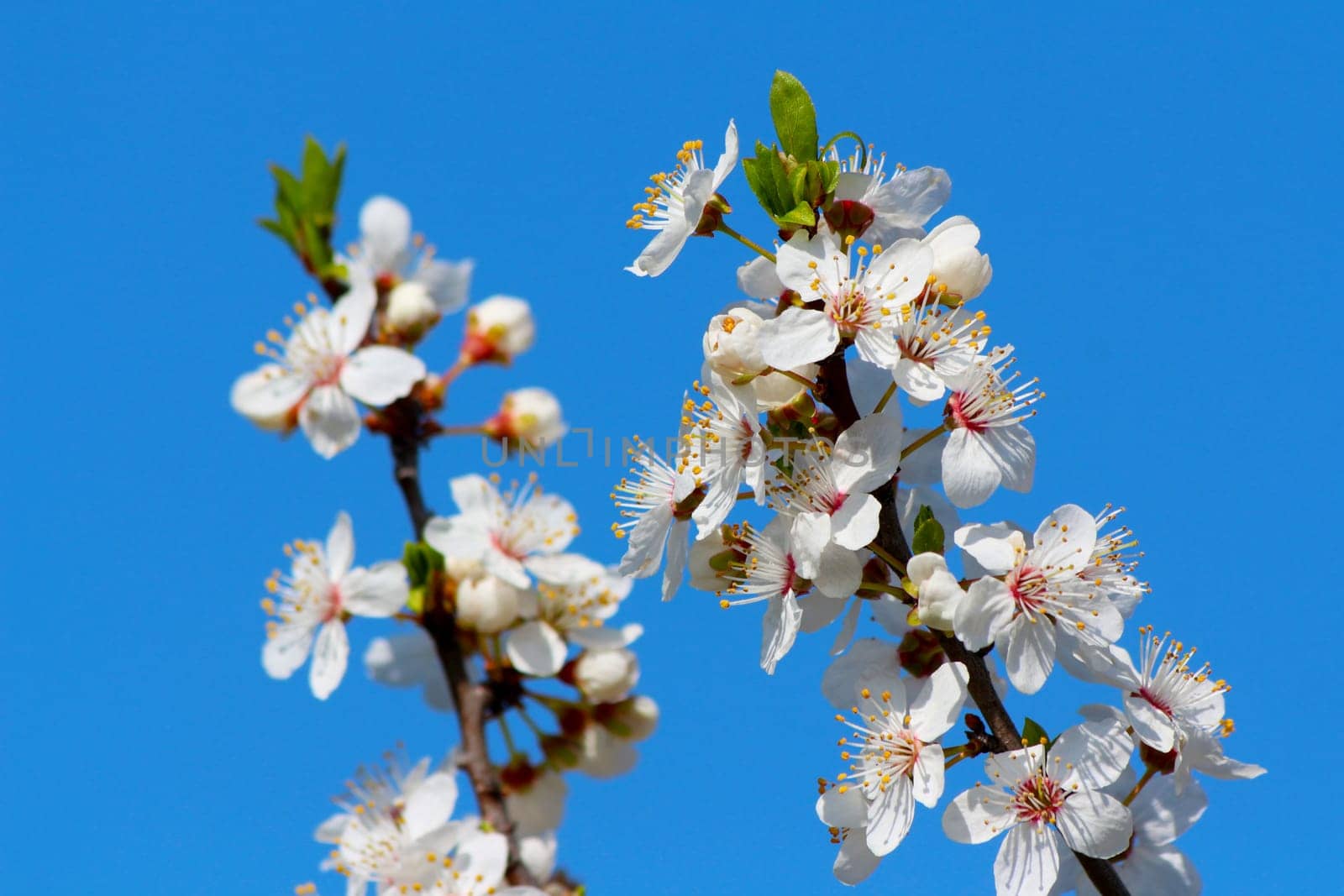 Blooming cherry plum tree in spring