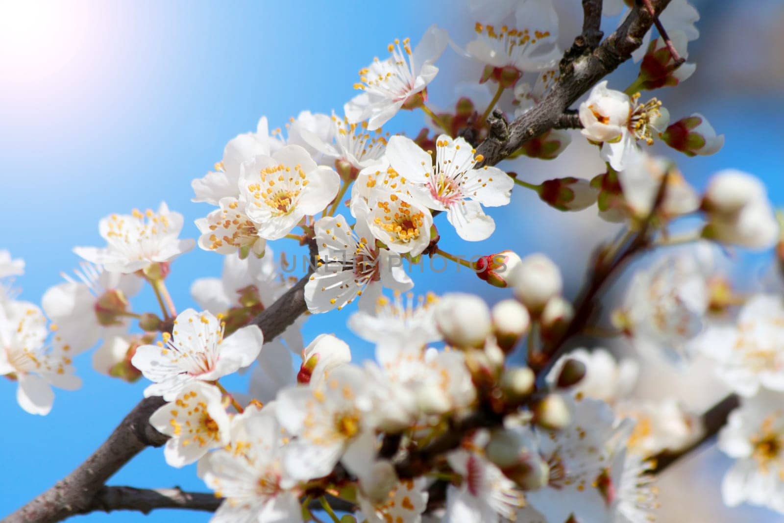 Blooming cherry plum tree in spring
