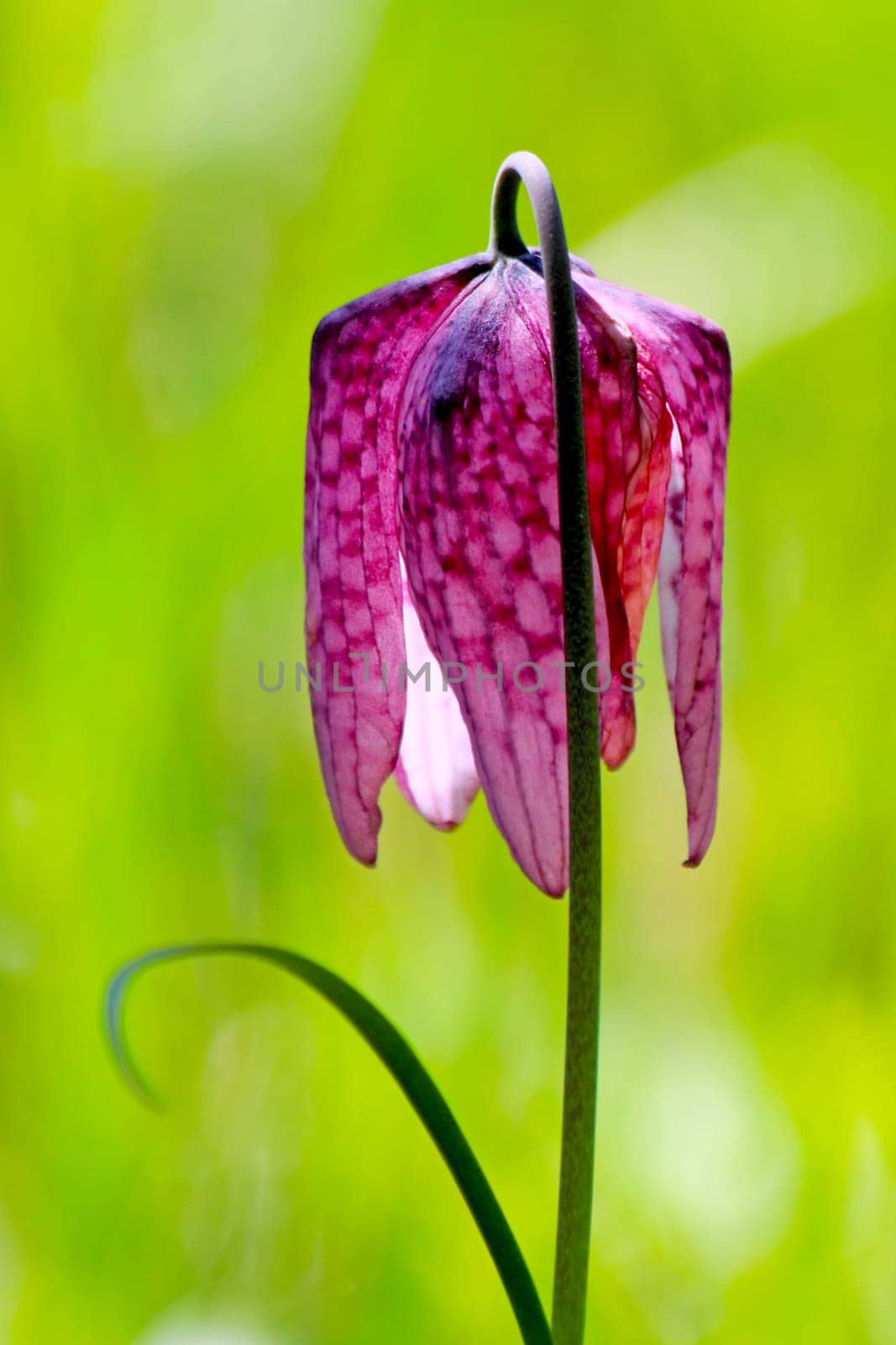 Endangered wild Chess Flower (Fritillaria meleagris)
