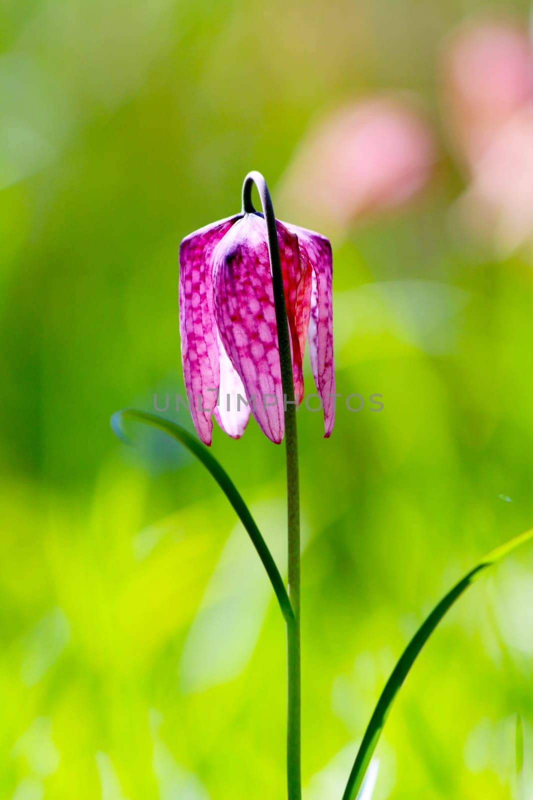 Endangered wild Chess Flower (Fritillaria meleagris)