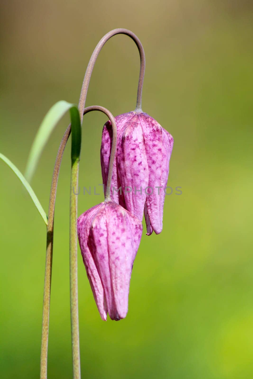 Endangered wild Chess Flower (Fritillaria meleagris)