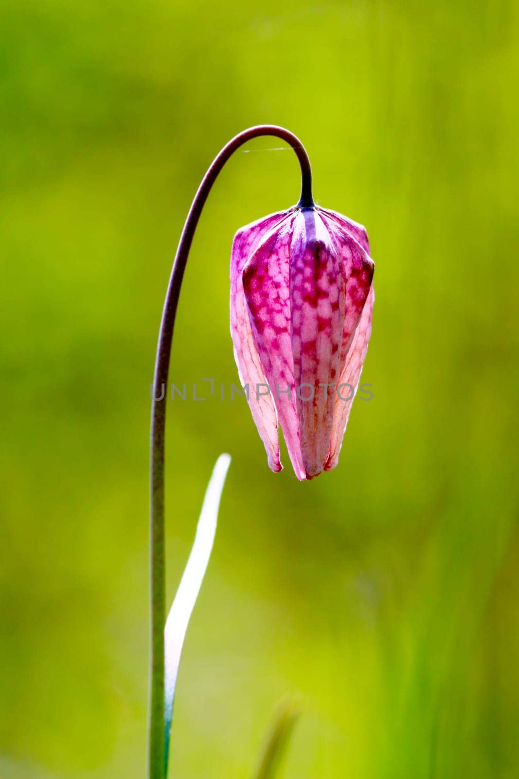 Endangered wild Chess Flower (Fritillaria meleagris)