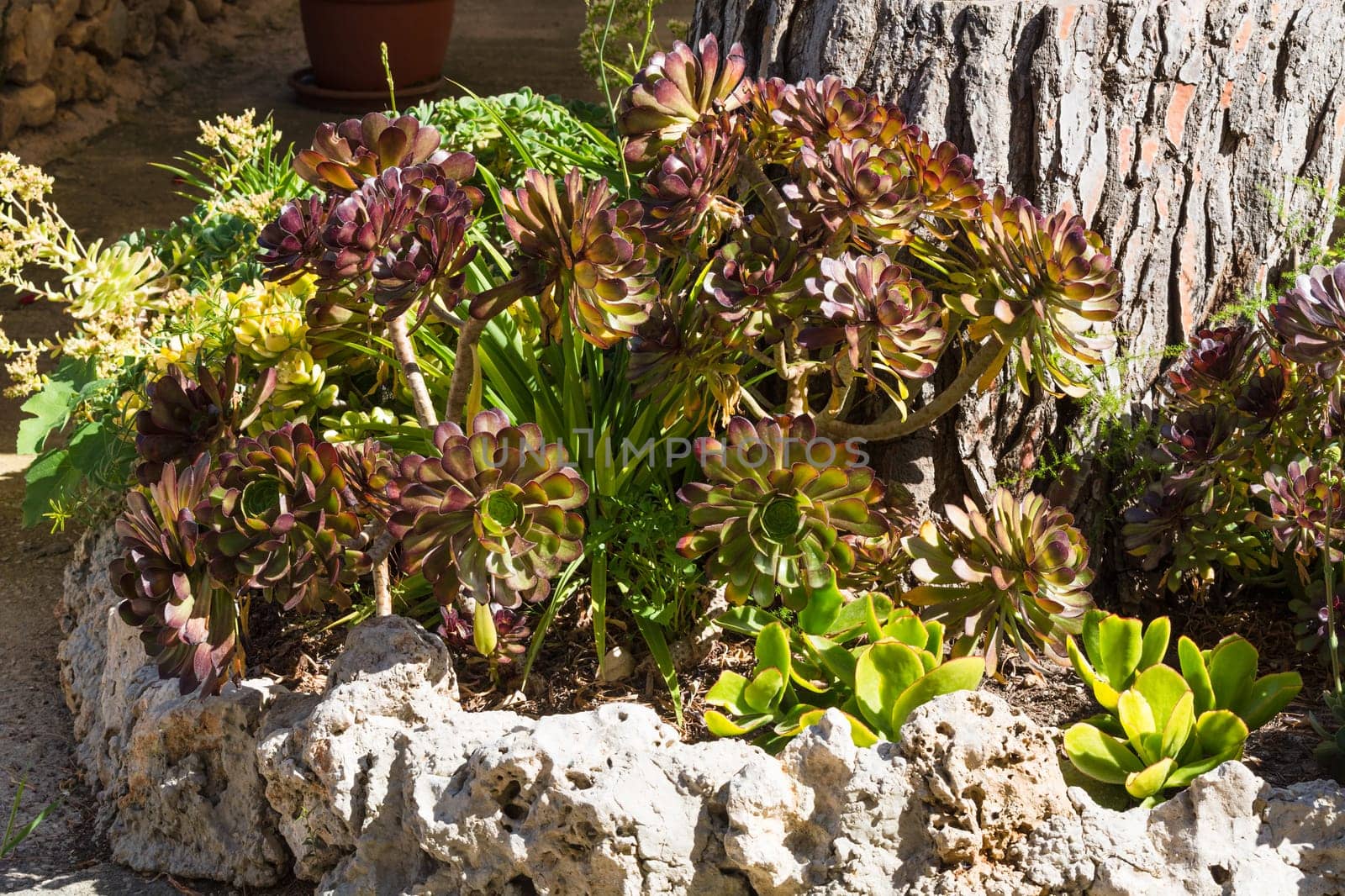 Flora of the South,various Mediterranean plant species..
