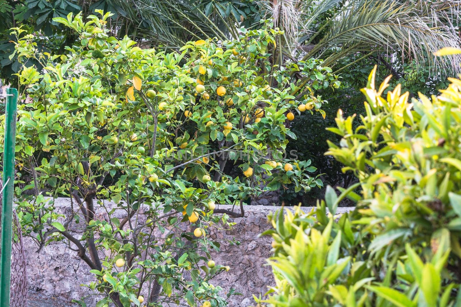 Ripe fresh lemons hang on a tree in Mallorca near Valldemossa in the bright sunlight.