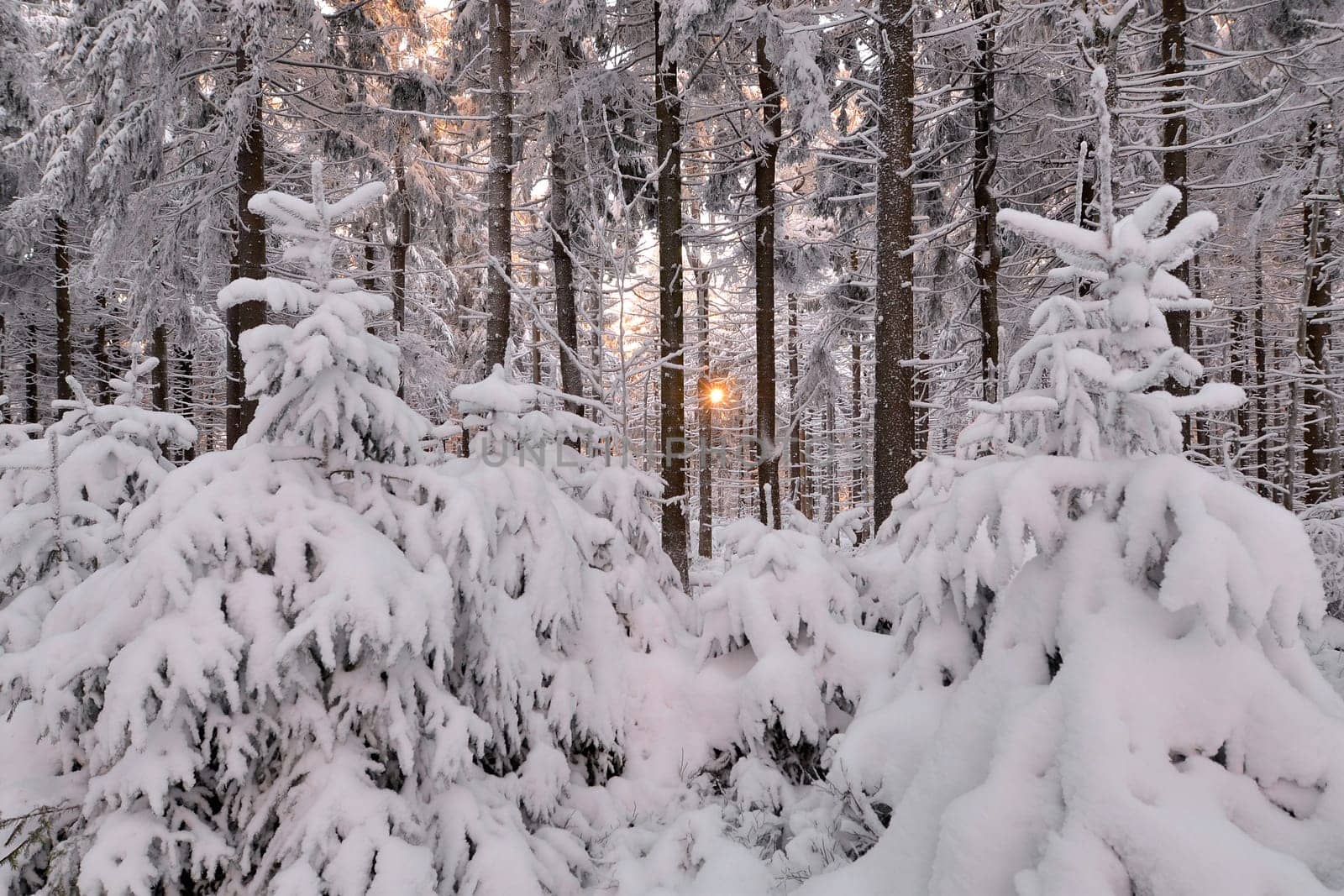 snowy winter landscape frosty cold
