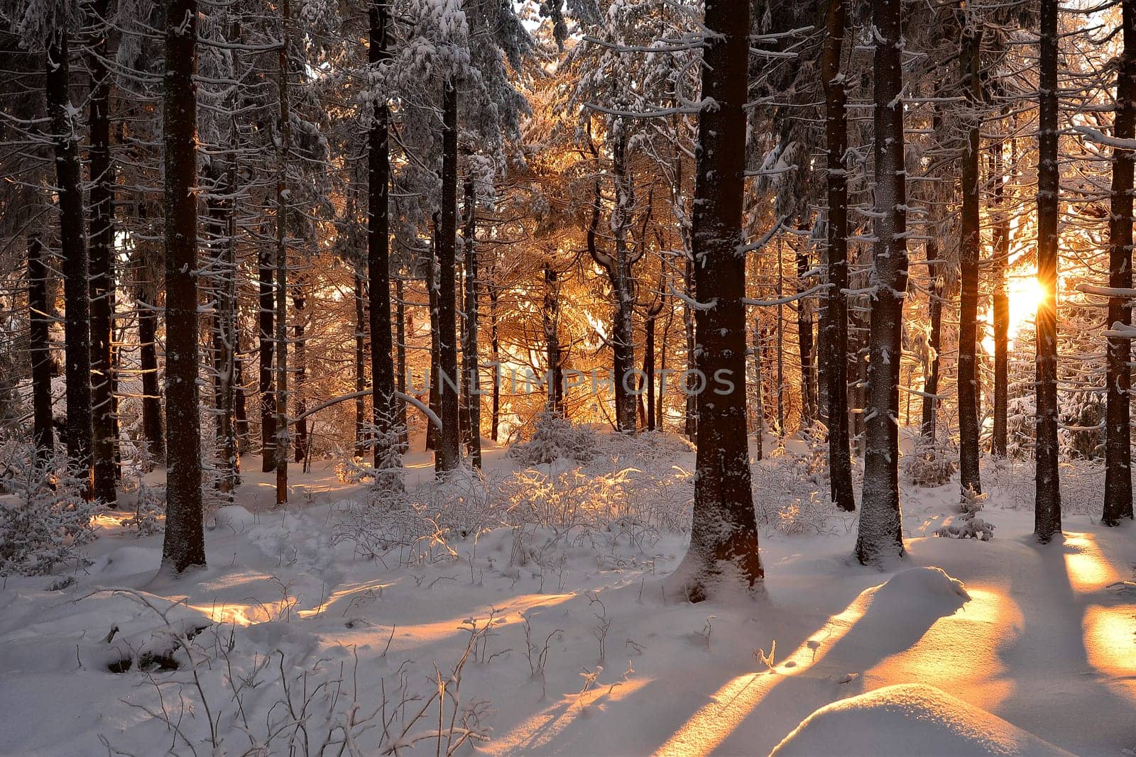 snowy winter landscape frosty cold