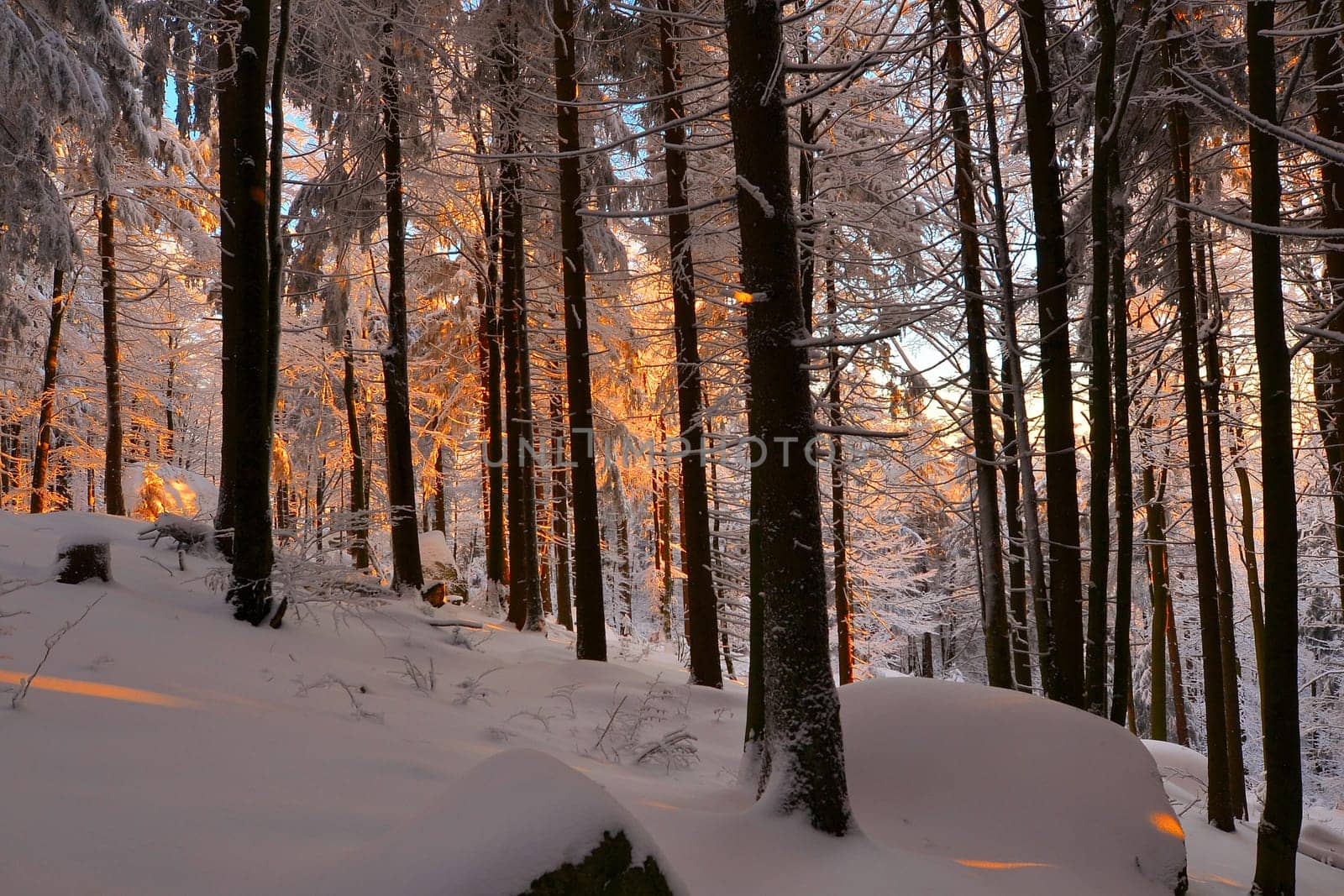 snowy winter landscape frosty cold