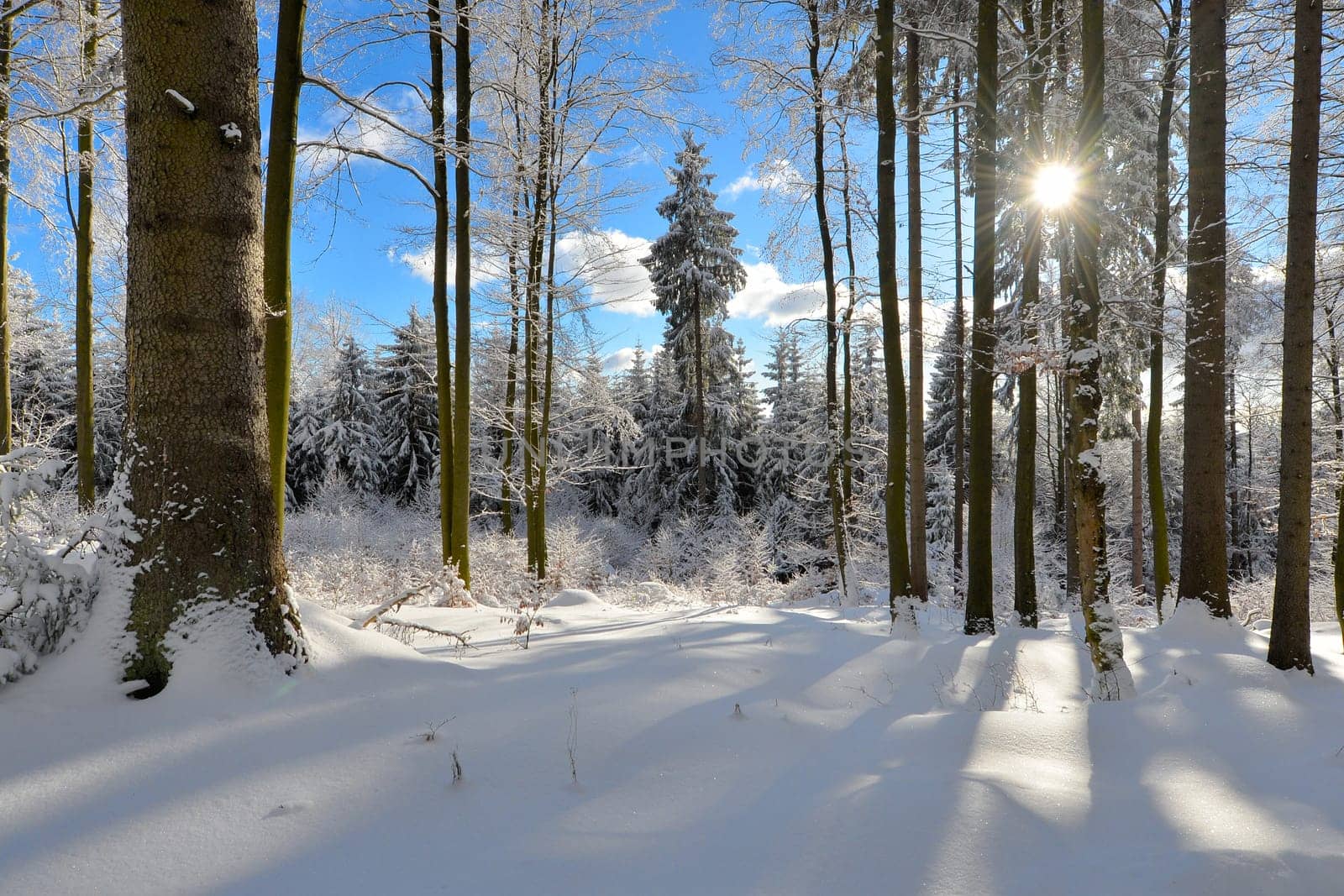 snowy winter landscape frosty cold