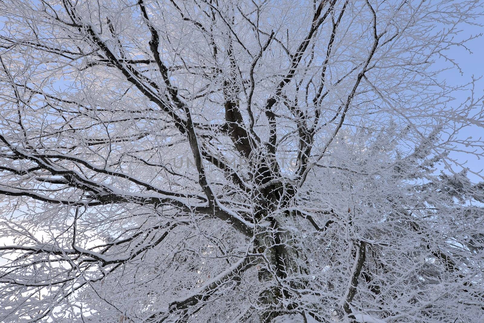 snowy winter landscape frosty cold