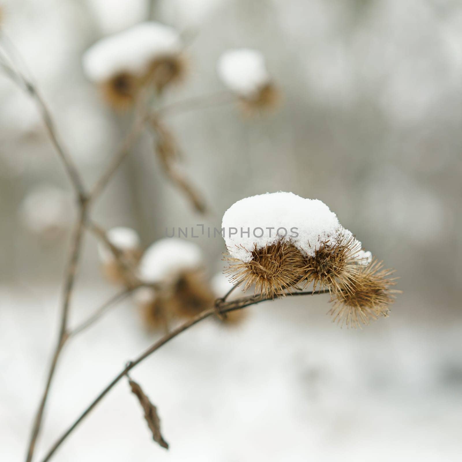 Burdock with snow in winter
