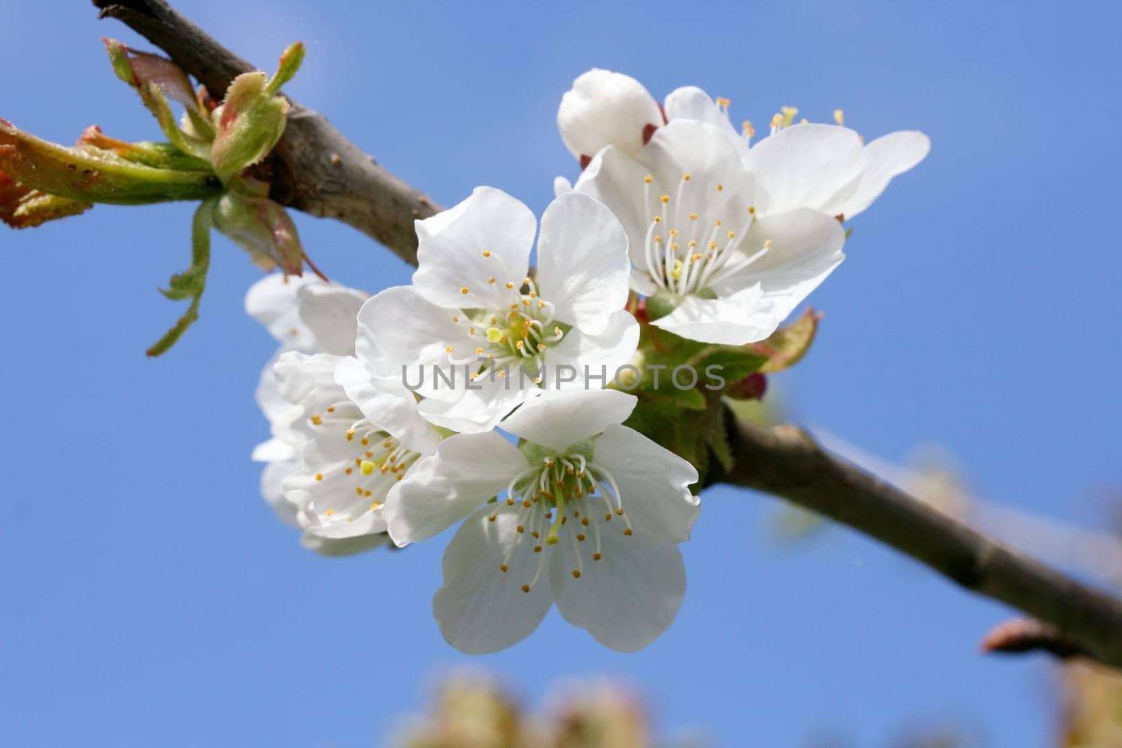 .white flowers with blue sky in the background