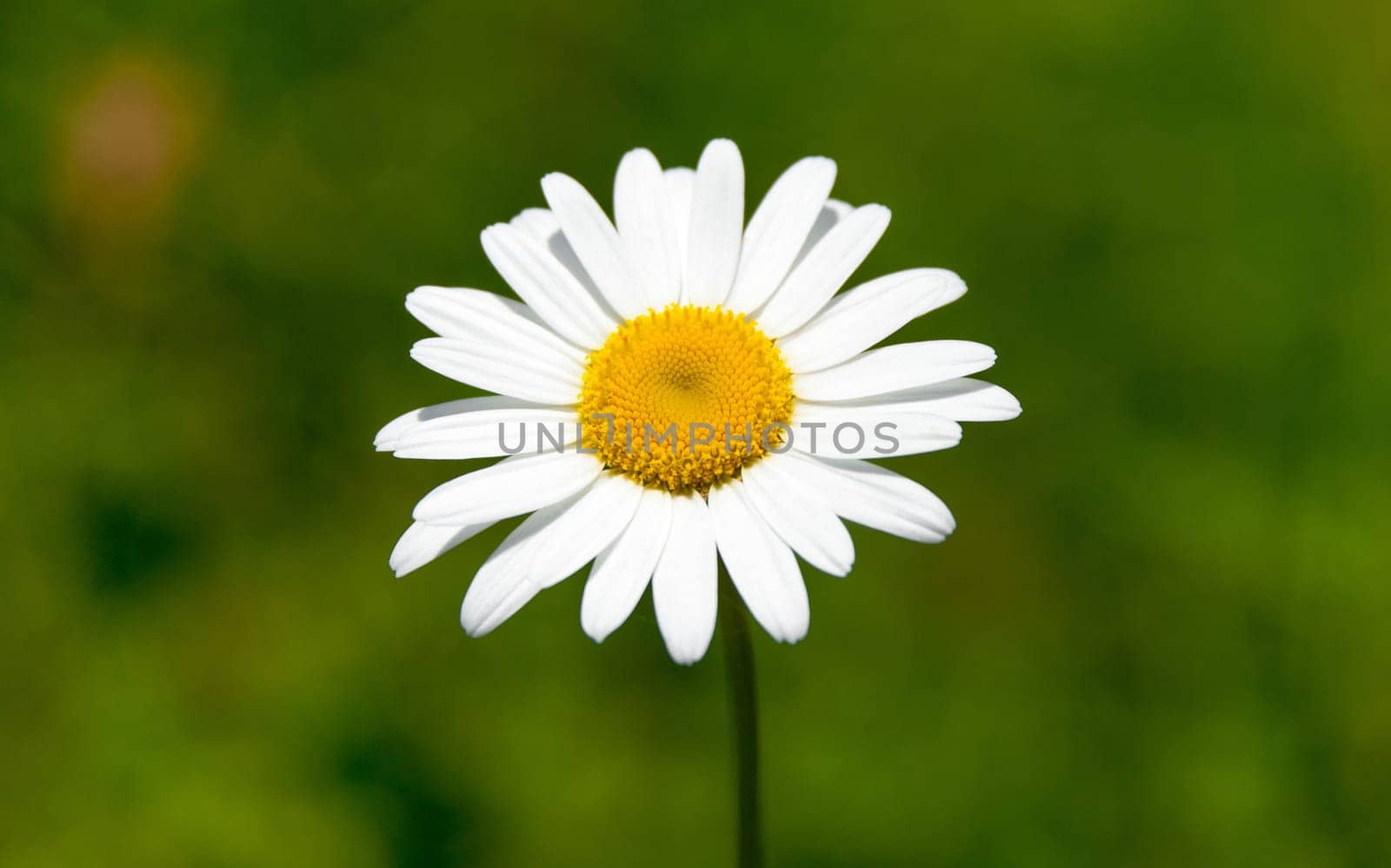 Close up photo of single camomile on blured green background