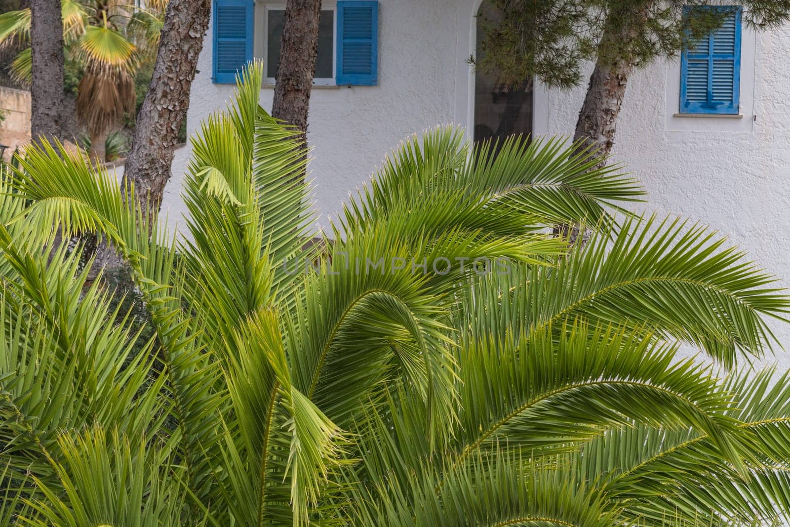 Green palm leaves in the background Pine trees and a white house wall.