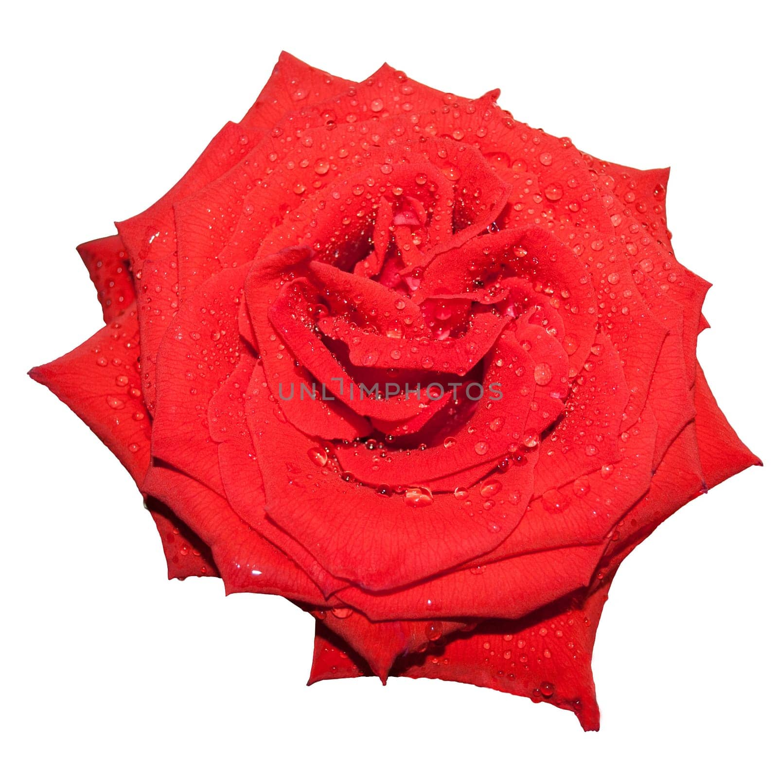 Red roses on a white background.