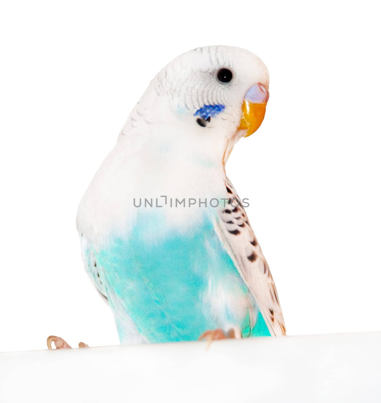Grey-blue wavy parrot, poultry