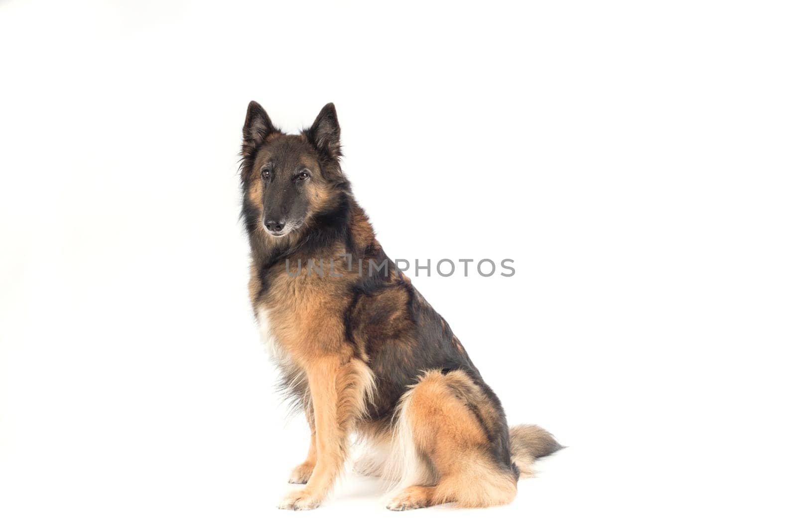 Dog, Belgian Shepherd Tervuren, white studio background