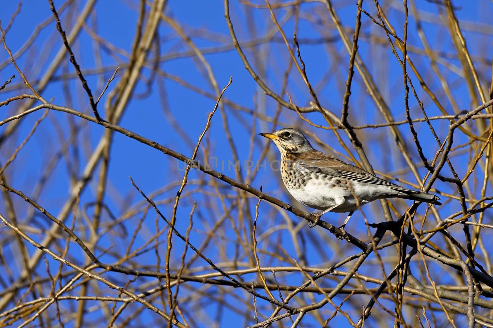 Juniper thrush in the tree