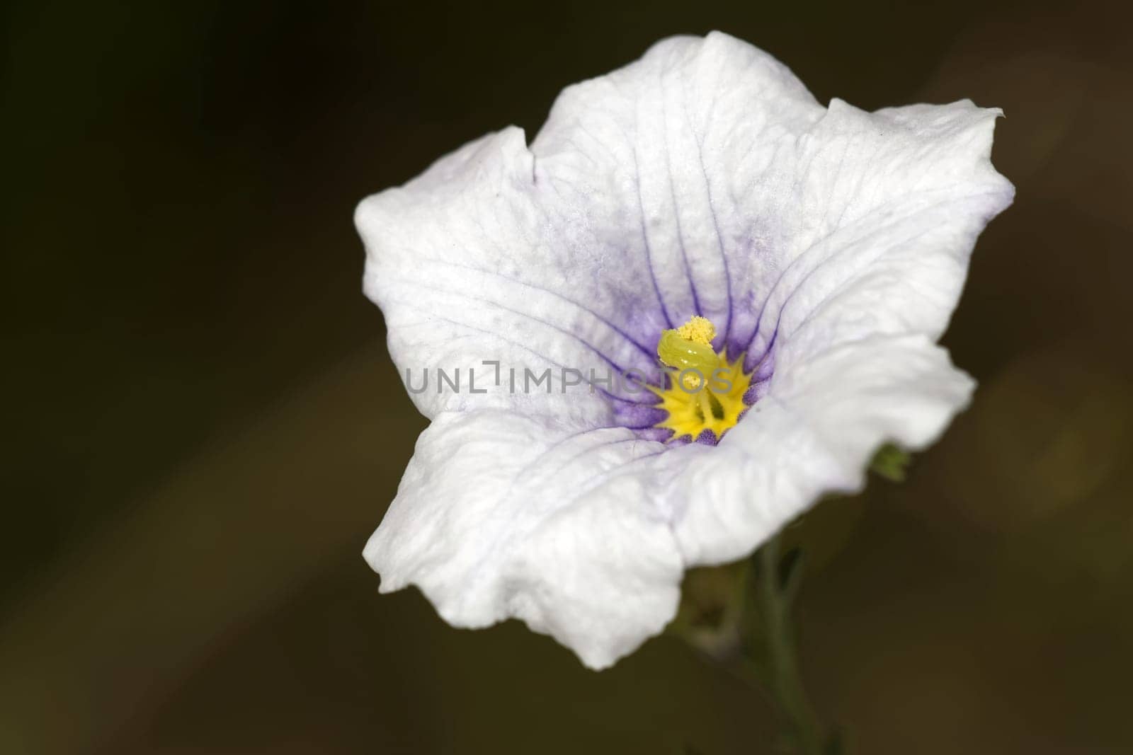 Shrub White Cup