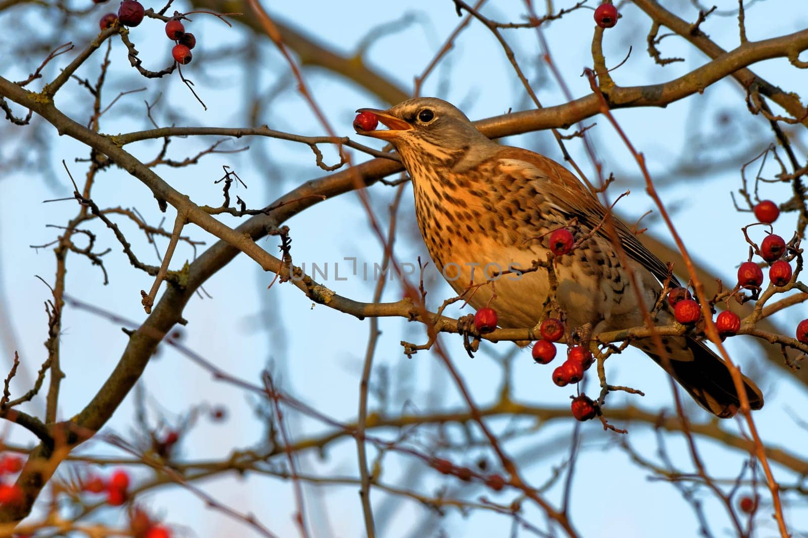 Juniper thrush with rowanberry